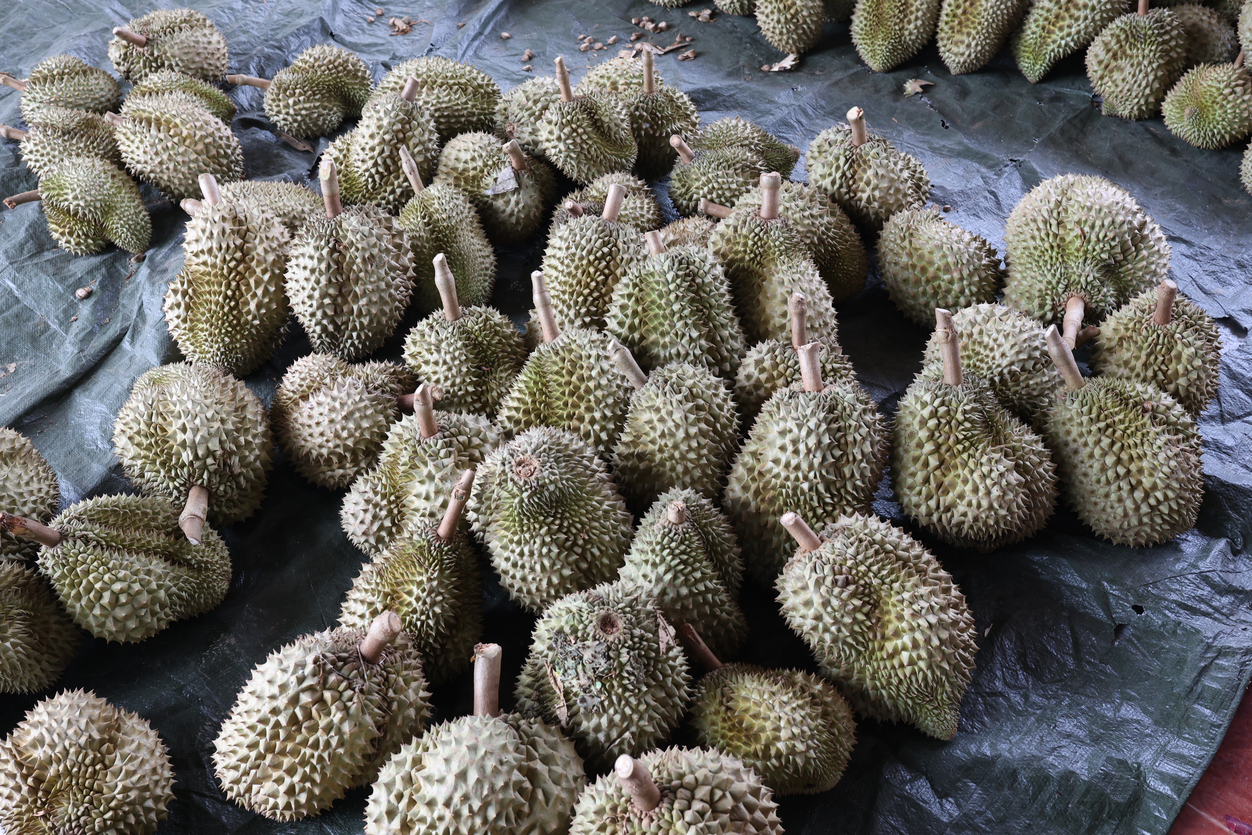 title - กพม. ตามต่อ Smart Farmer ต้นแบบอุดรธานี ของดีทุเรียนคุณภาพ