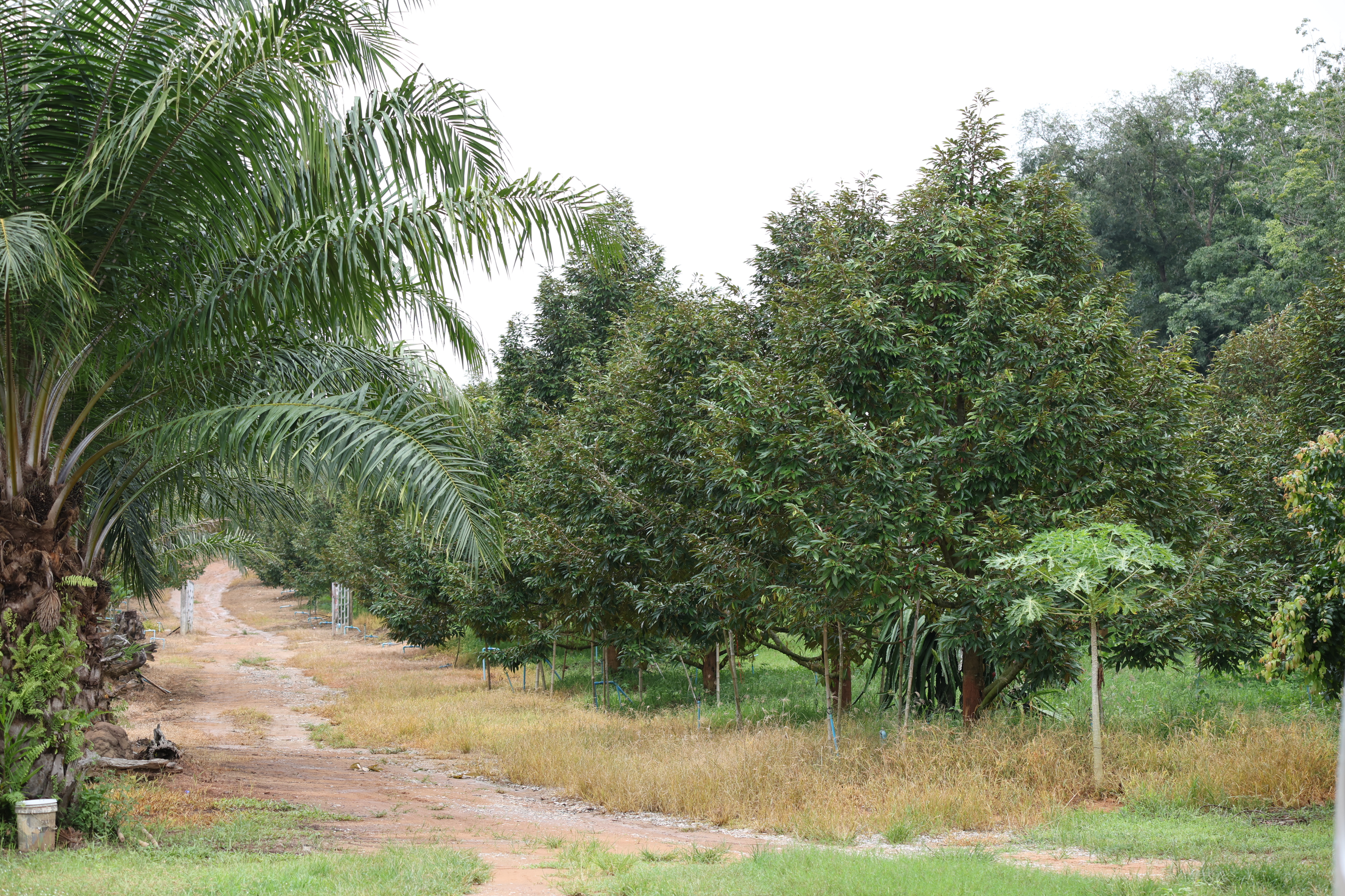 title - กพม. ตามต่อ Smart Farmer ต้นแบบอุดรธานี ของดีทุเรียนคุณภาพ