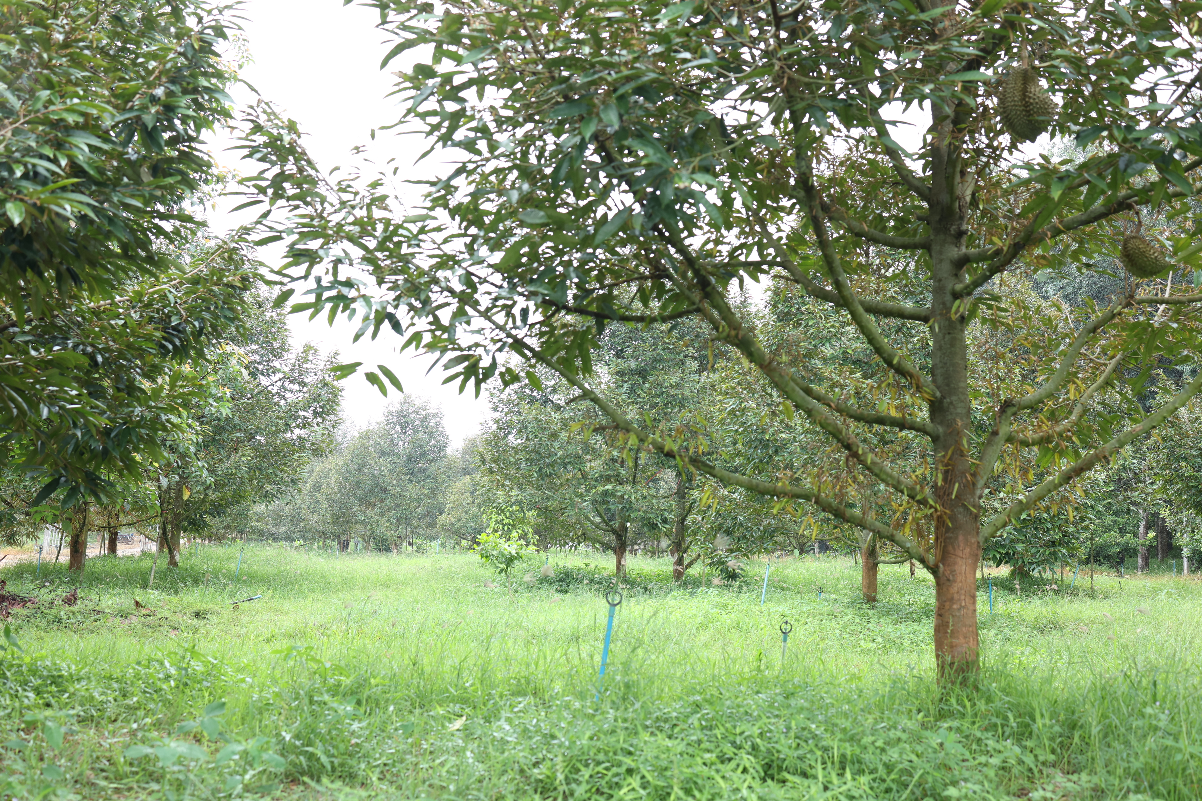 title - กพม. ตามต่อ Smart Farmer ต้นแบบอุดรธานี ของดีทุเรียนคุณภาพ