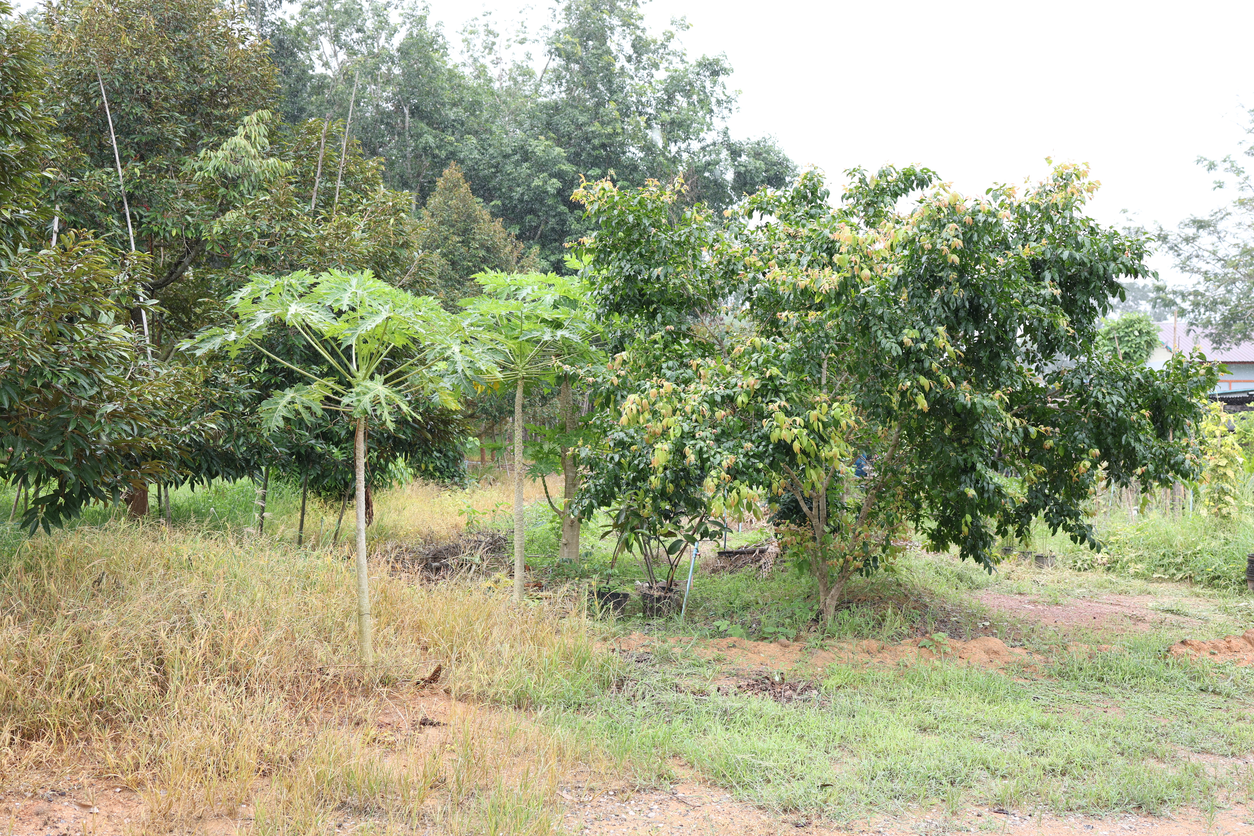 title - กพม. ตามต่อ Smart Farmer ต้นแบบอุดรธานี ของดีทุเรียนคุณภาพ