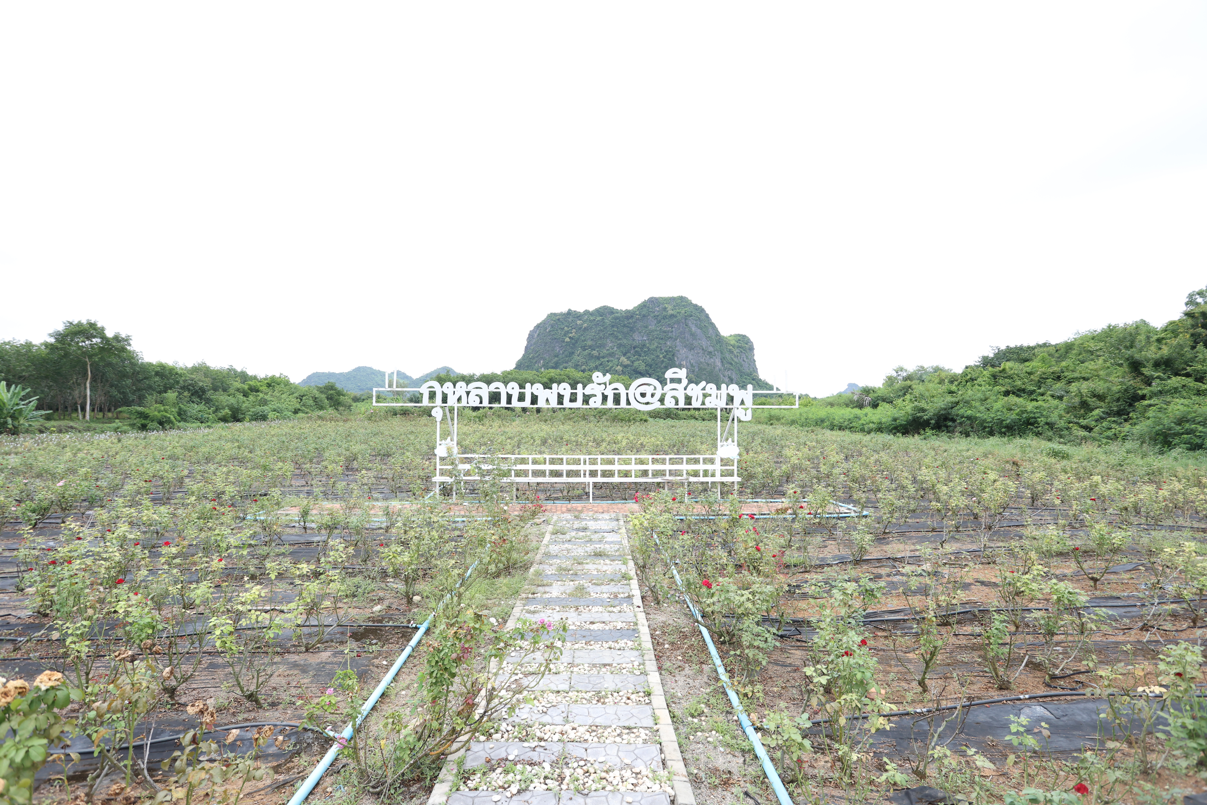 title - กพม. เช็กอิน 