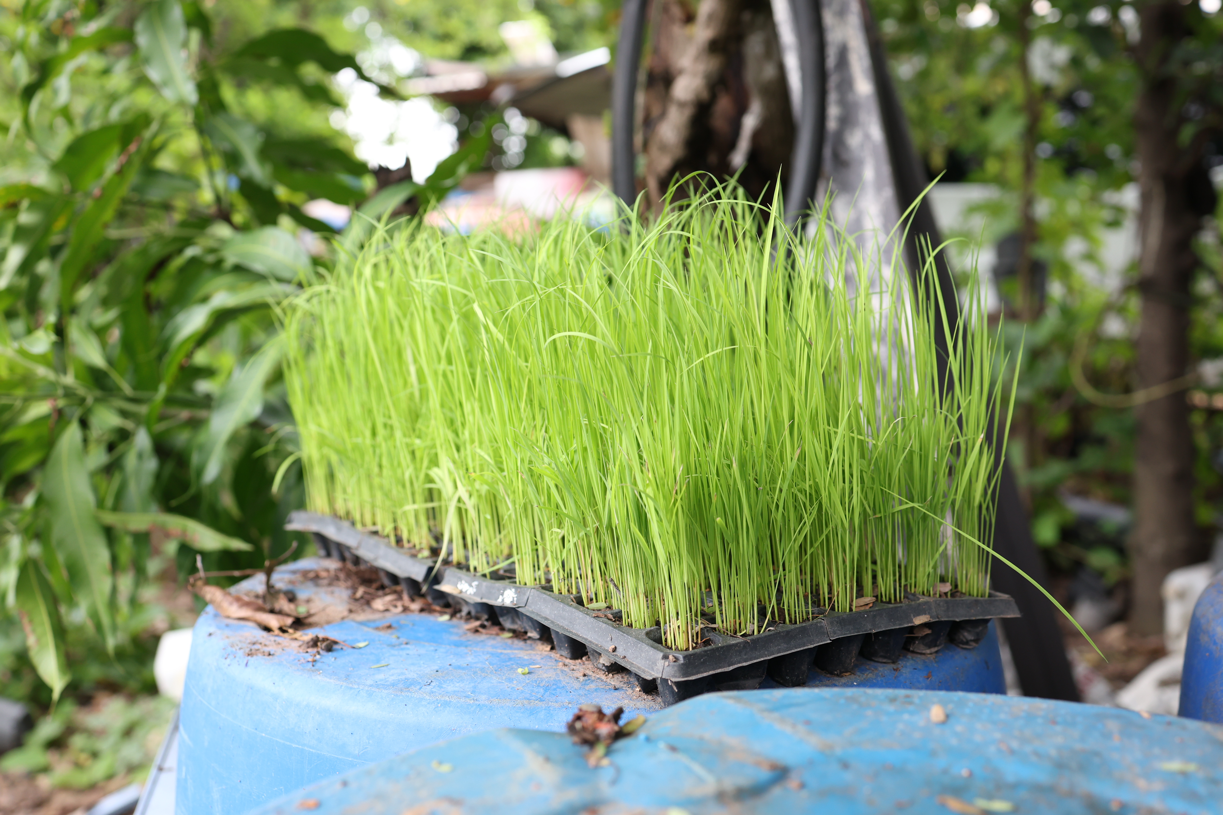 title - กพม. ติดตามต้นแบบ Smart Farmer หนองกุงใหญ่ ปธ.แปลงใหญ่นาข้าว