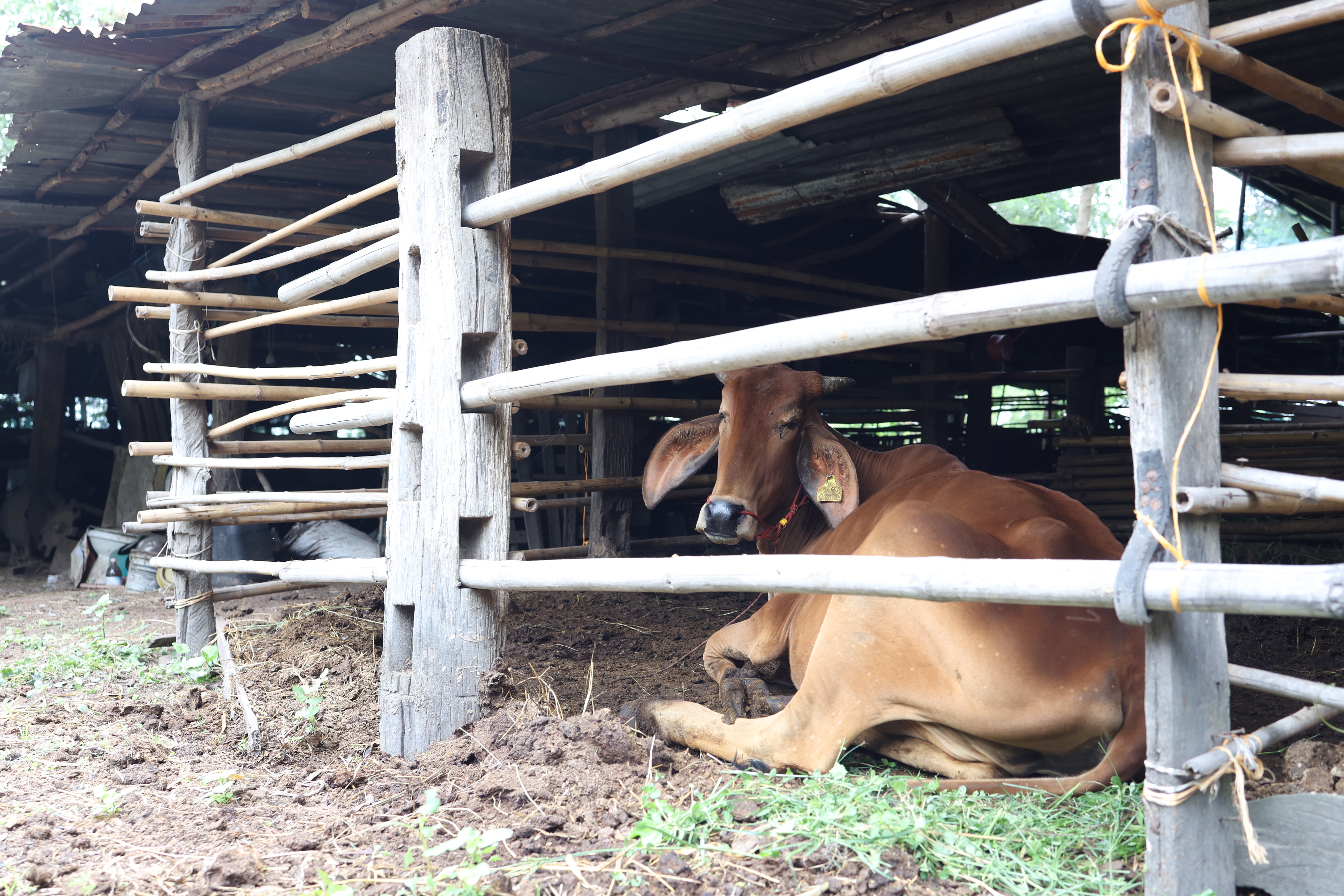 title - กพม. ติดตามต้นแบบ Smart Farmer หนองกุงใหญ่ ปธ.แปลงใหญ่นาข้าว
