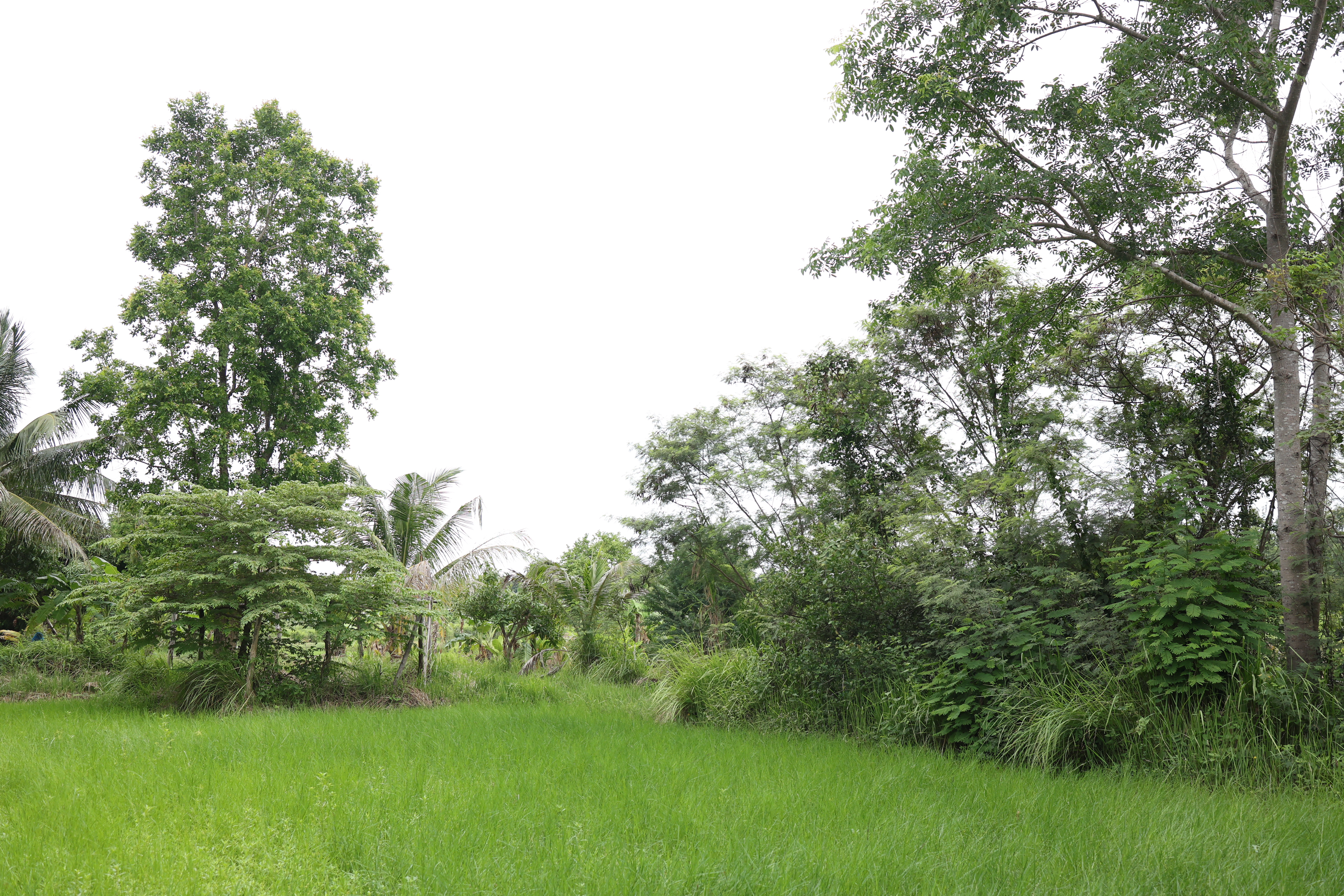 title - กพม. ติดตามต้นแบบ Smart Farmer หนองกุงใหญ่ ปธ.แปลงใหญ่นาข้าว