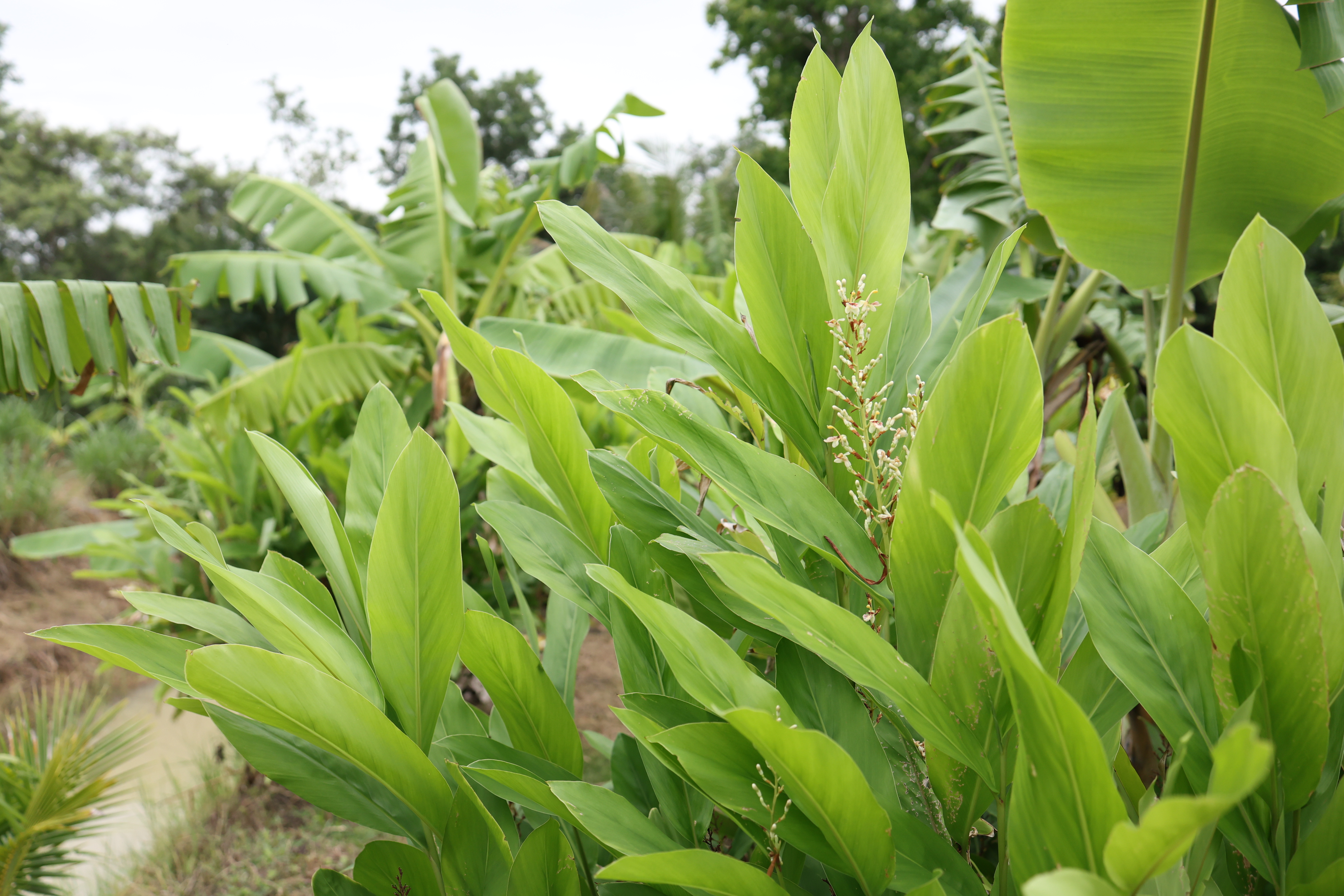 title - กพม. ติดตามต้นแบบ Smart Farmer หนองกุงใหญ่ ปธ.แปลงใหญ่นาข้าว