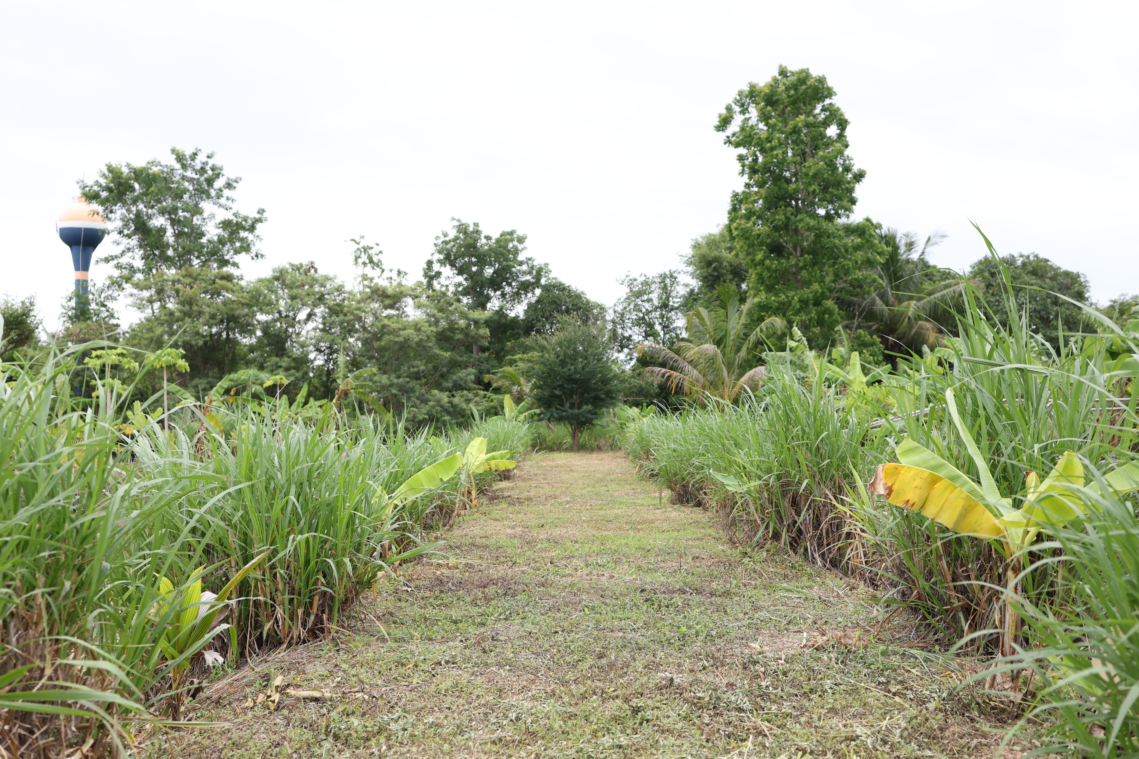 title - กพม. ติดตามต้นแบบ Smart Farmer หนองกุงใหญ่ ปธ.แปลงใหญ่นาข้าว