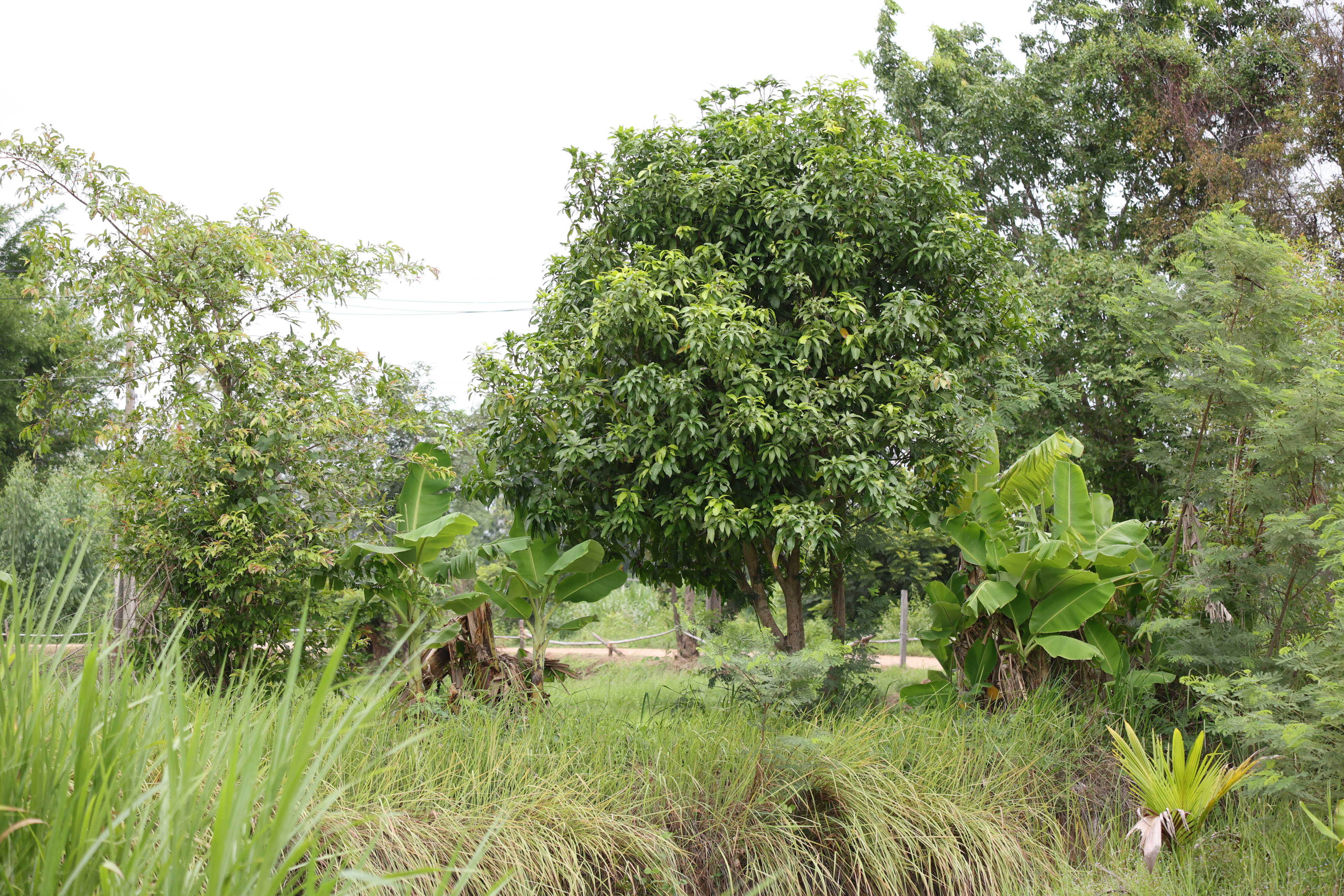 title - กพม. ติดตามต้นแบบ Smart Farmer หนองกุงใหญ่ ปธ.แปลงใหญ่นาข้าว