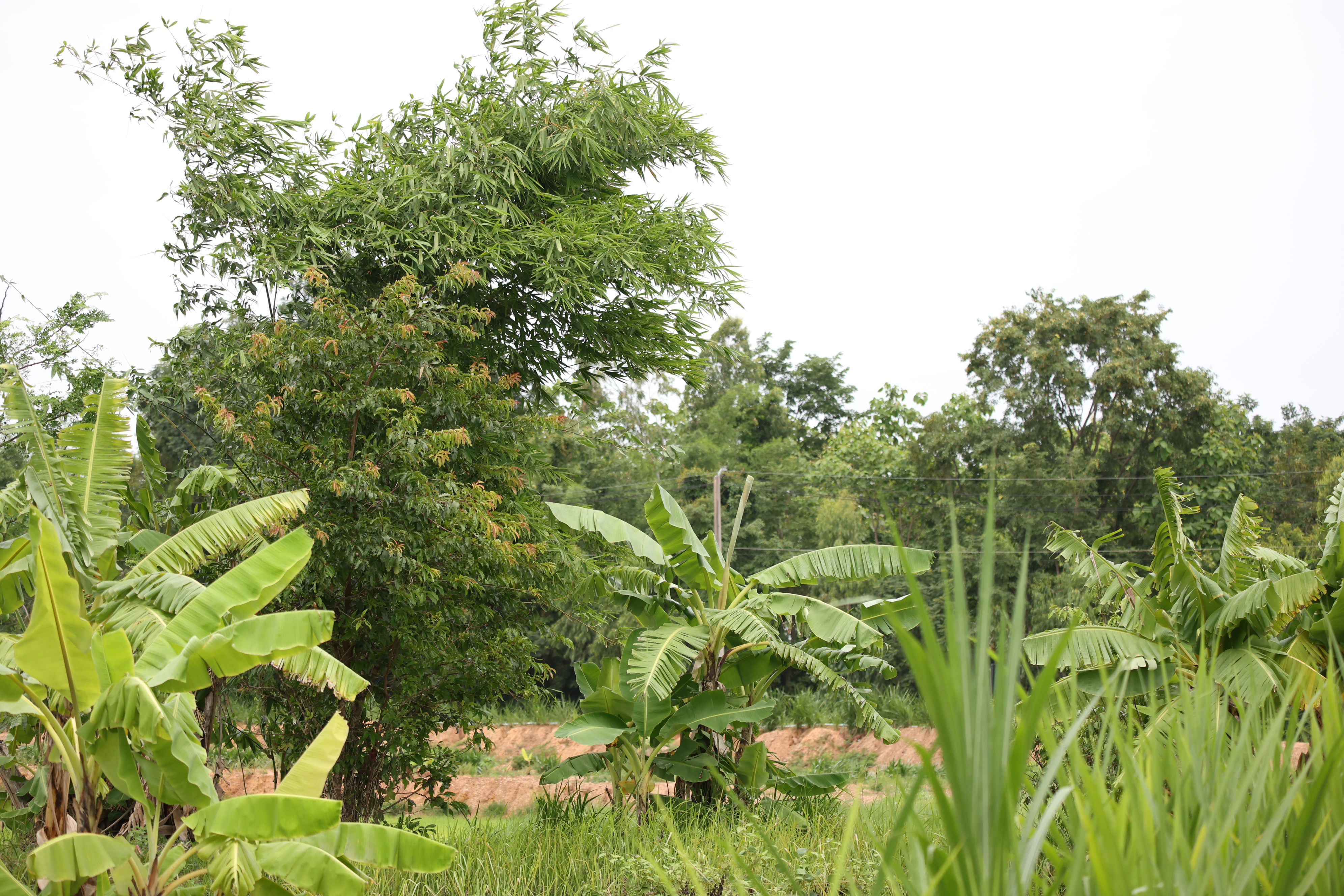 title - กพม. ติดตามต้นแบบ Smart Farmer หนองกุงใหญ่ ปธ.แปลงใหญ่นาข้าว