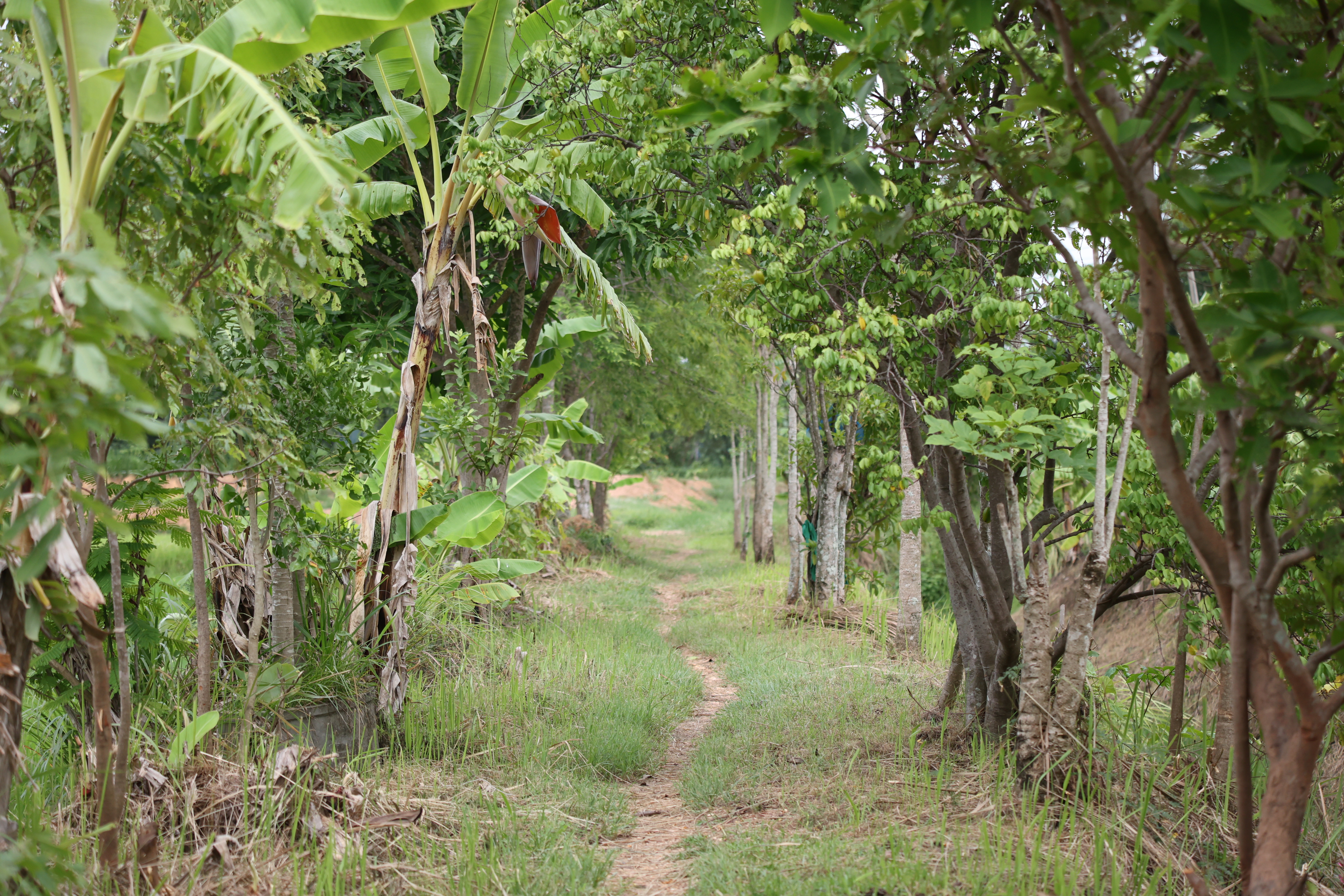 title - กพม. ติดตามต้นแบบ Smart Farmer หนองกุงใหญ่ ปธ.แปลงใหญ่นาข้าว