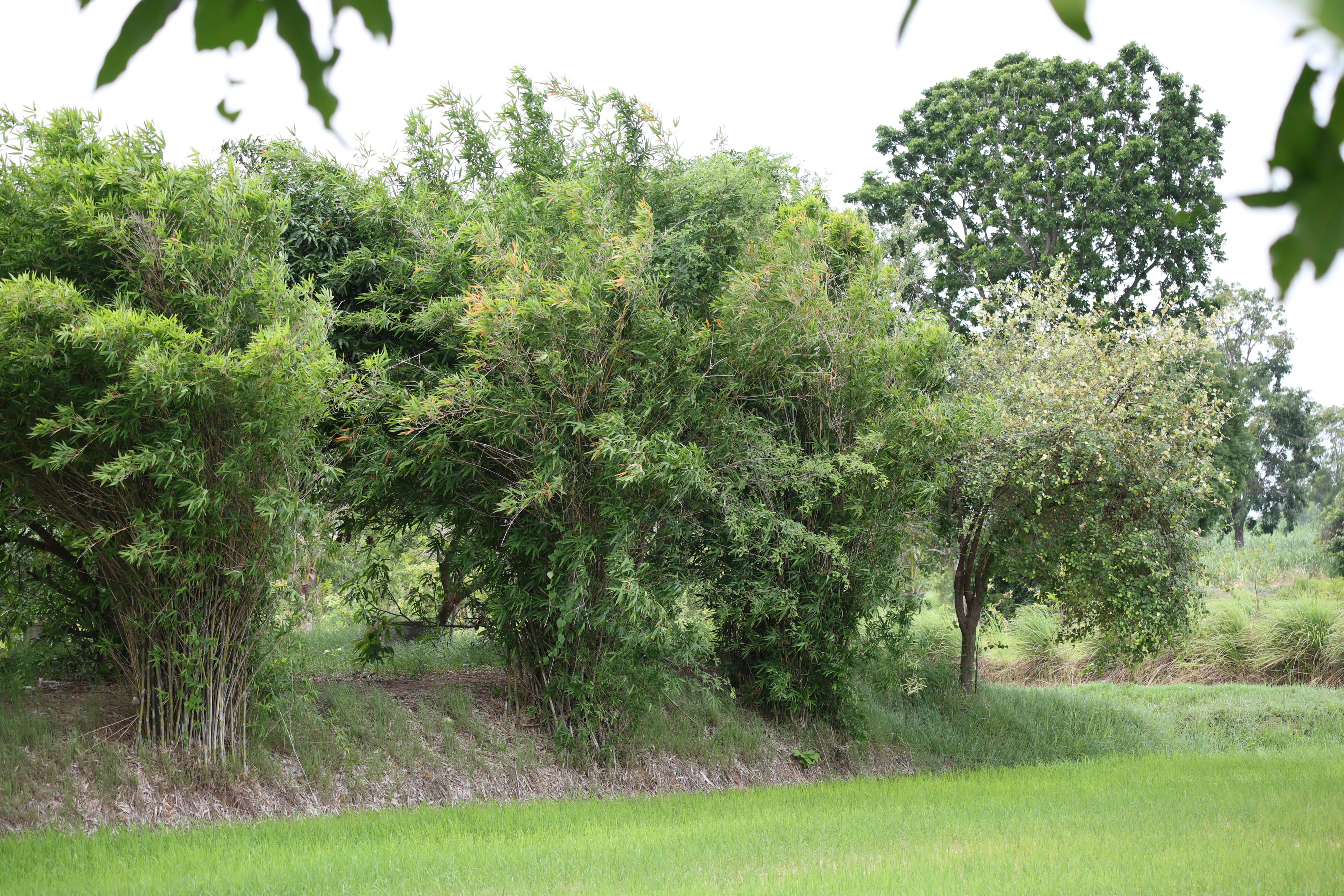 title - กพม. ติดตามต้นแบบ Smart Farmer หนองกุงใหญ่ ปธ.แปลงใหญ่นาข้าว