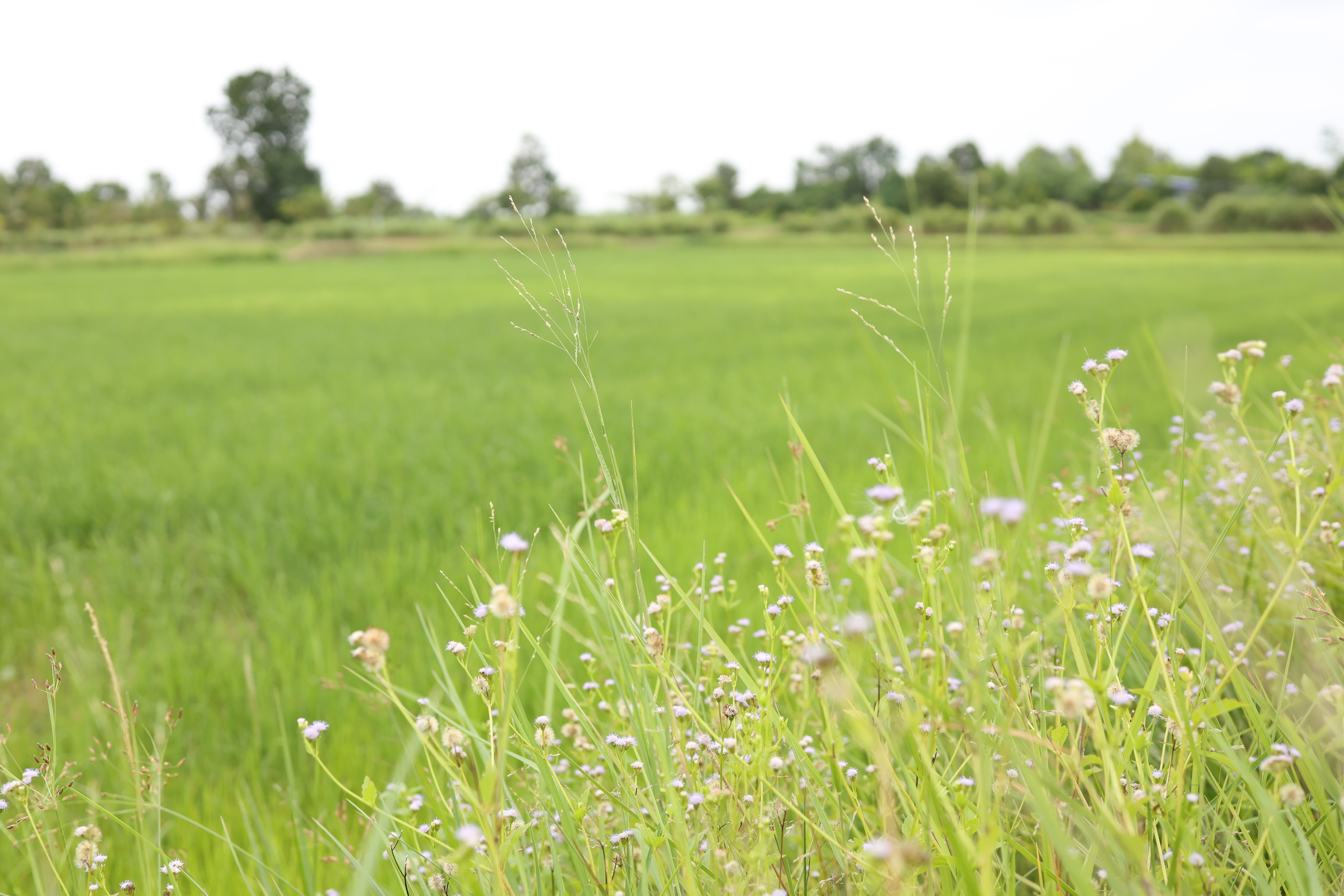 title - กพม. ติดตามต้นแบบ Smart Farmer หนองกุงใหญ่ ปธ.แปลงใหญ่นาข้าว
