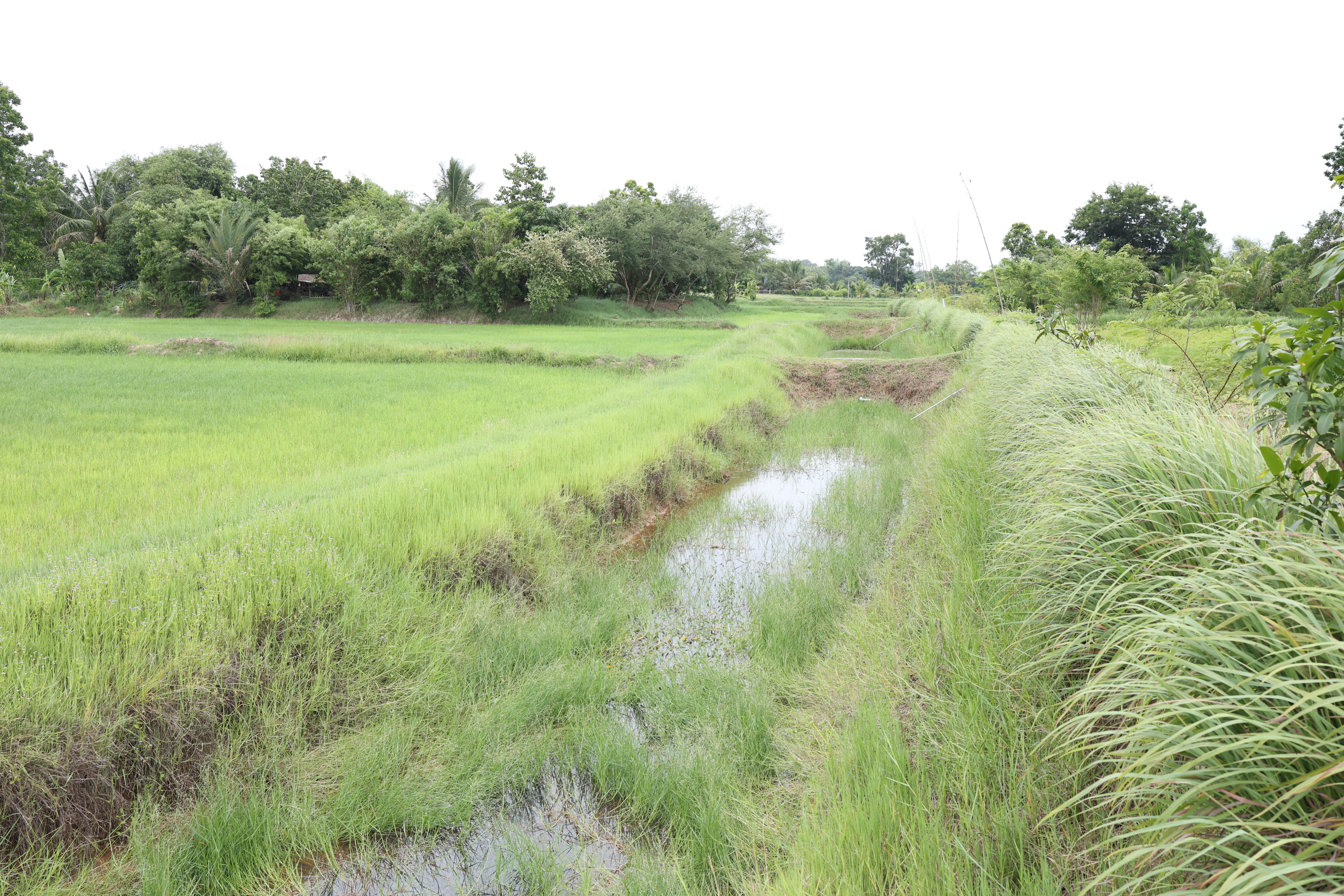 title - กพม. ติดตามต้นแบบ Smart Farmer หนองกุงใหญ่ ปธ.แปลงใหญ่นาข้าว