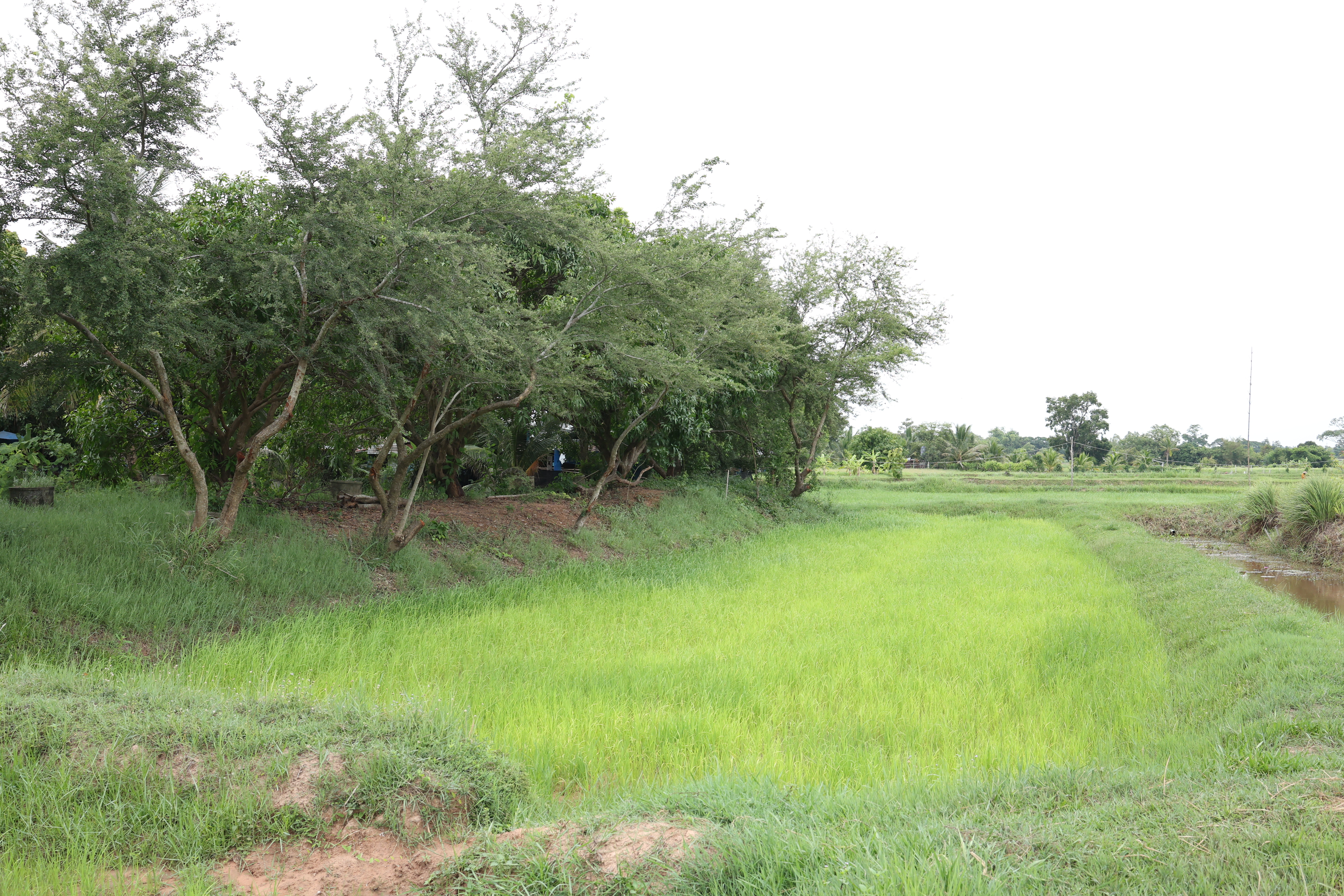 title - กพม. ติดตามต้นแบบ Smart Farmer หนองกุงใหญ่ ปธ.แปลงใหญ่นาข้าว