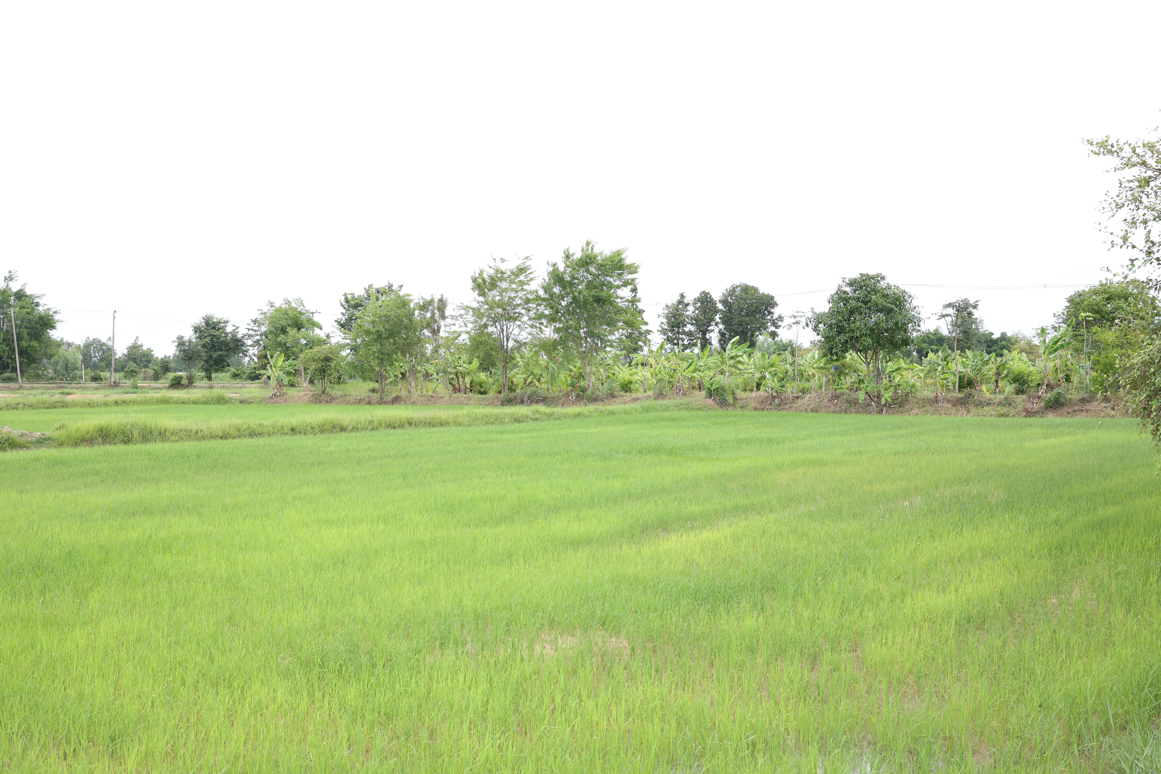 title - กพม. ติดตามต้นแบบ Smart Farmer หนองกุงใหญ่ ปธ.แปลงใหญ่นาข้าว