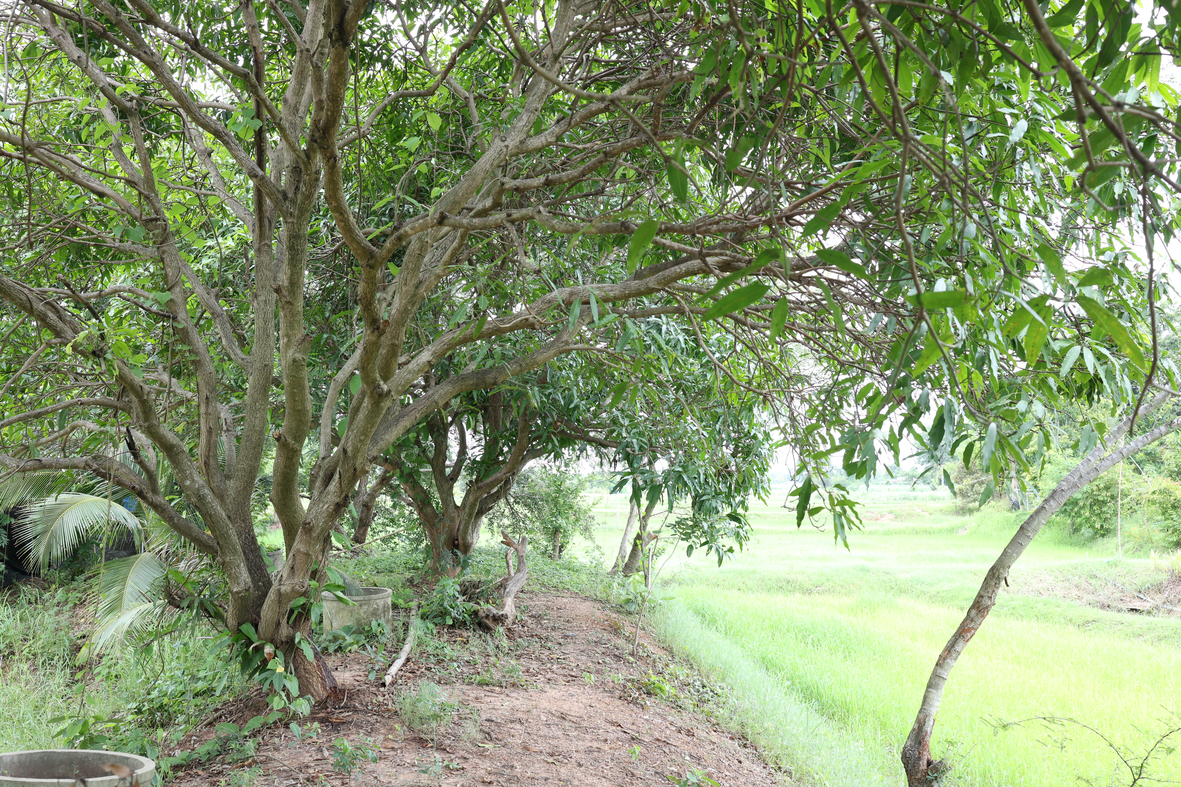 title - กพม. ติดตามต้นแบบ Smart Farmer หนองกุงใหญ่ ปธ.แปลงใหญ่นาข้าว