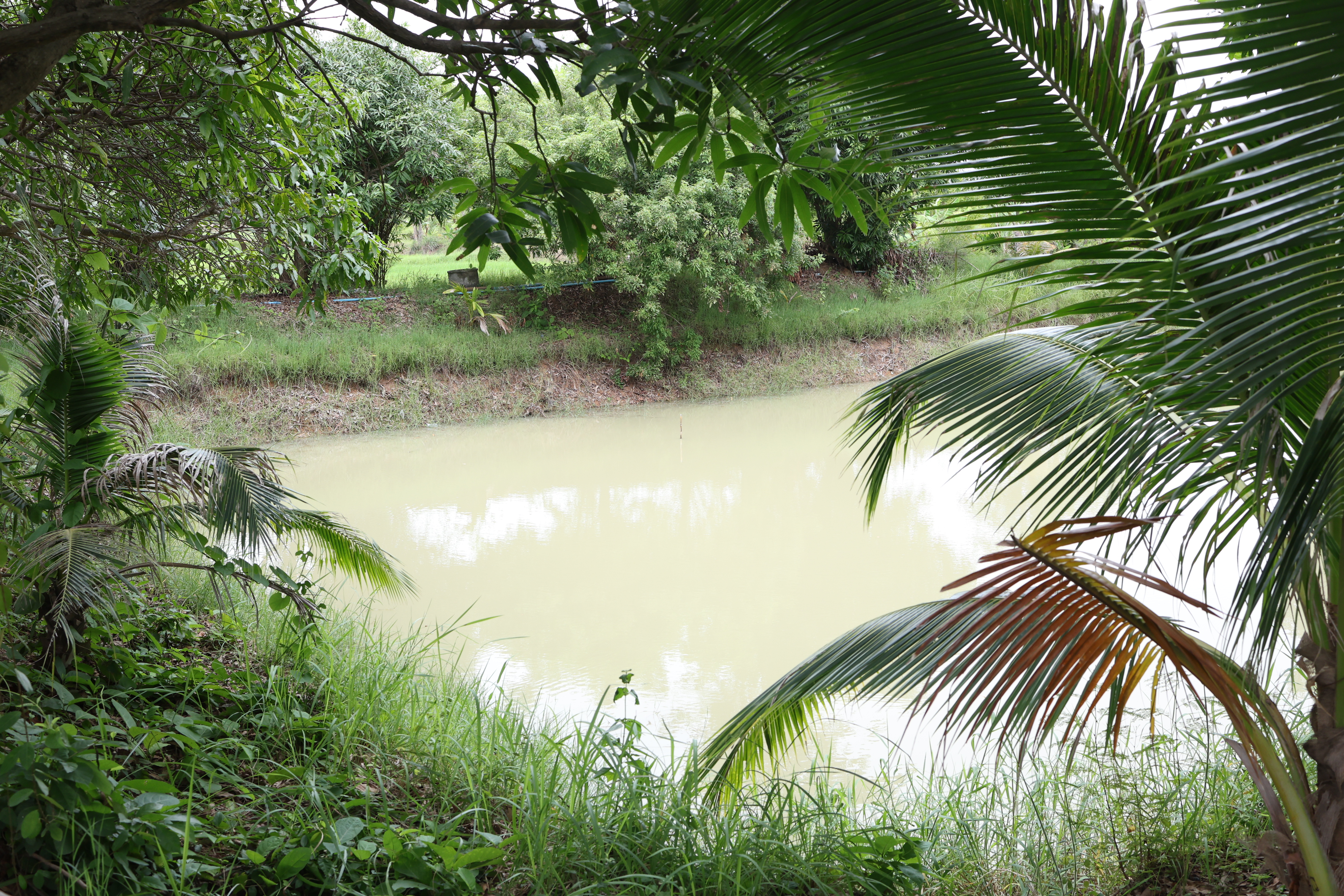 title - กพม. ติดตามต้นแบบ Smart Farmer หนองกุงใหญ่ ปธ.แปลงใหญ่นาข้าว