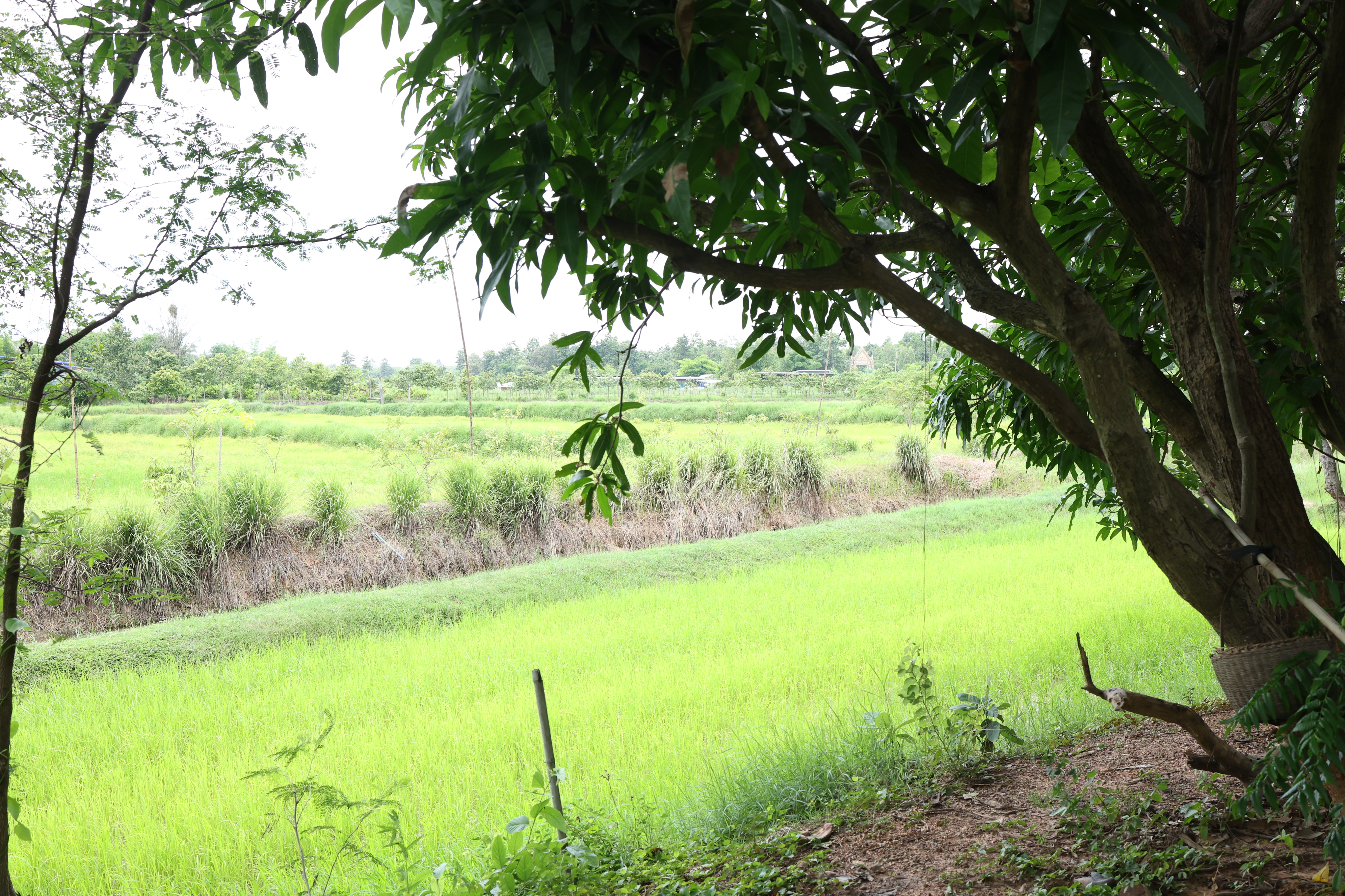 title - กพม. ติดตามต้นแบบ Smart Farmer หนองกุงใหญ่ ปธ.แปลงใหญ่นาข้าว