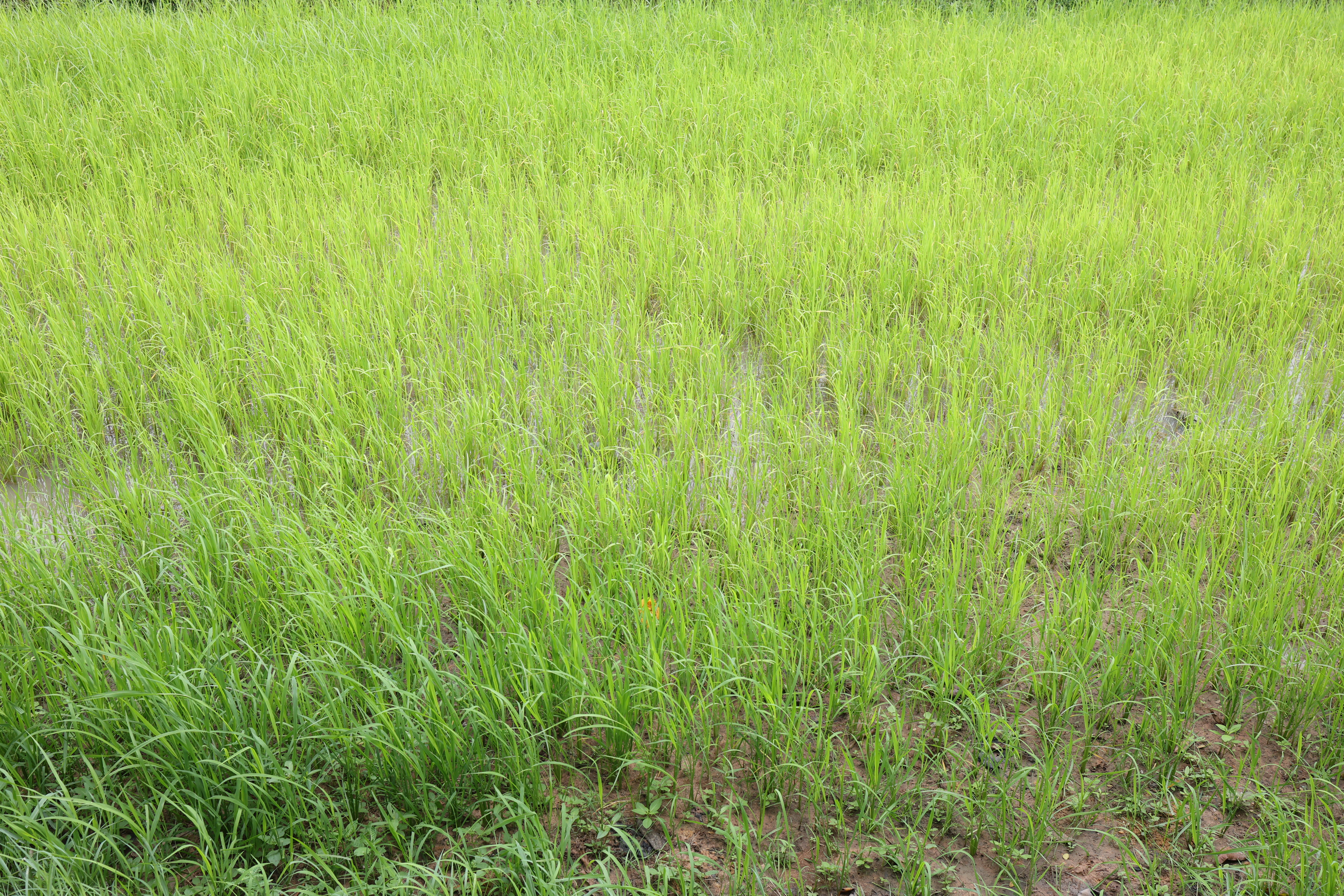 title - กพม. ติดตามต้นแบบ Smart Farmer หนองกุงใหญ่ ปธ.แปลงใหญ่นาข้าว
