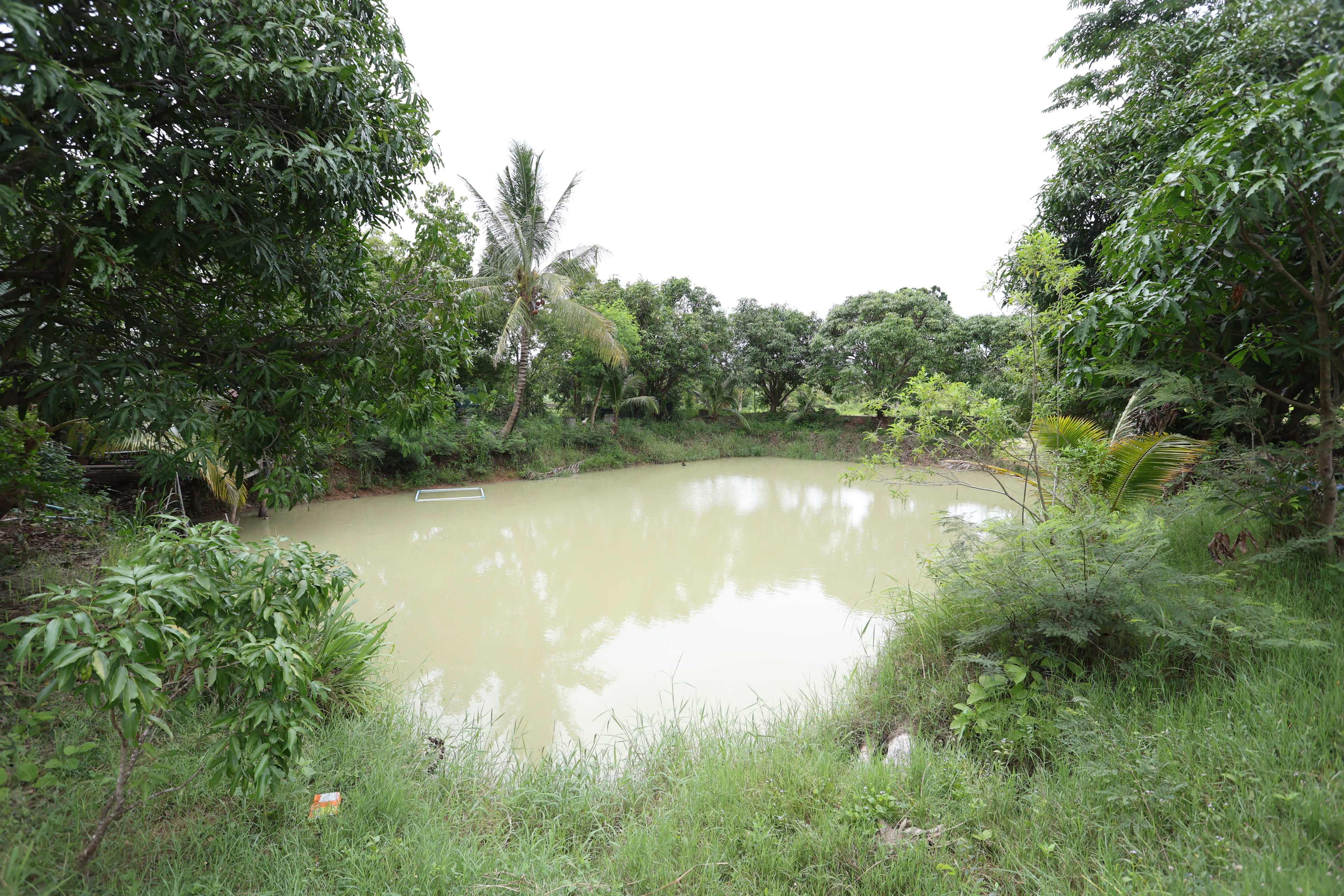 title - กพม. ติดตามต้นแบบ Smart Farmer หนองกุงใหญ่ ปธ.แปลงใหญ่นาข้าว
