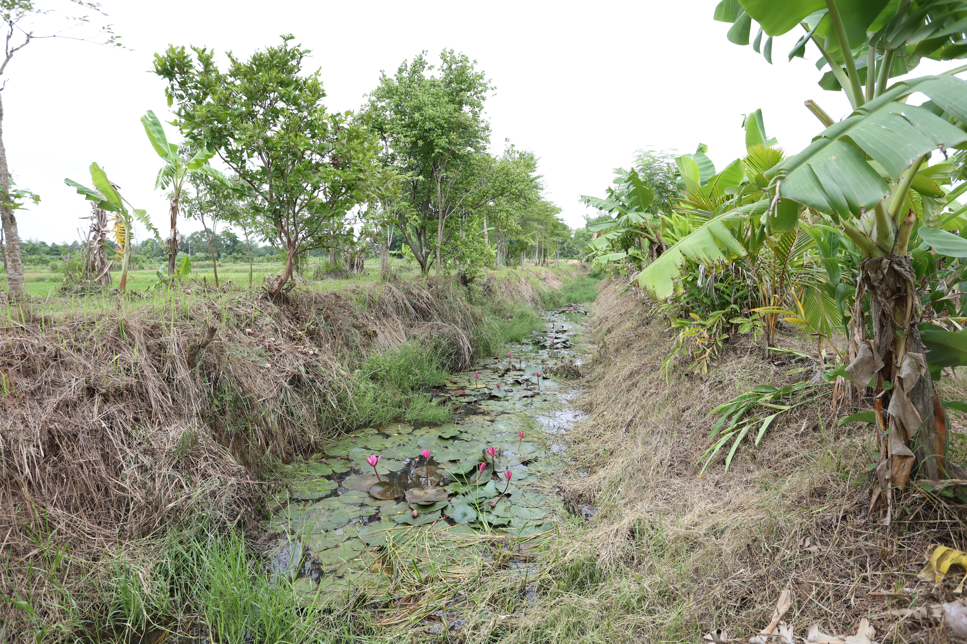 title - กพม. ติดตามต้นแบบ Smart Farmer หนองกุงใหญ่ ปธ.แปลงใหญ่นาข้าว