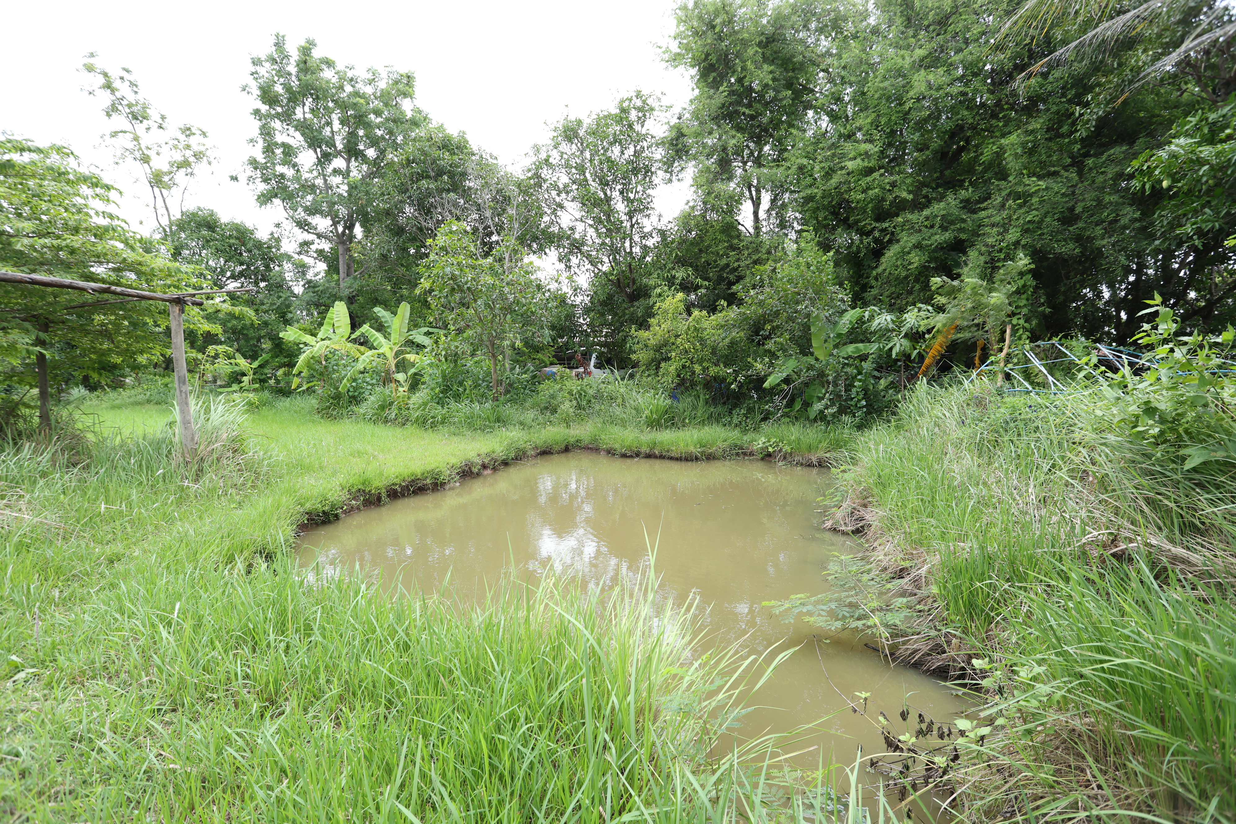 title - กพม. ติดตามต้นแบบ Smart Farmer หนองกุงใหญ่ ปธ.แปลงใหญ่นาข้าว