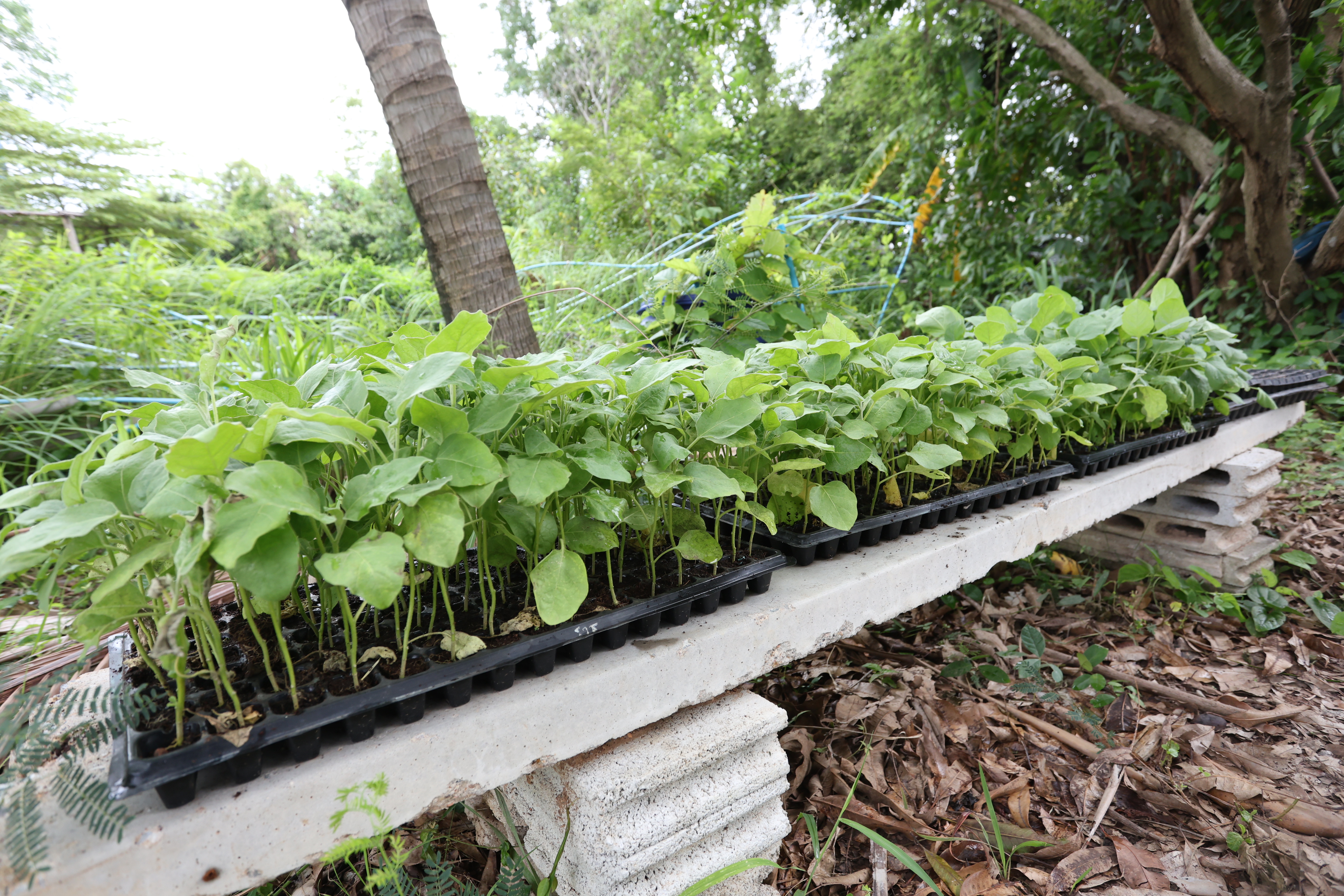 title - กพม. ติดตามต้นแบบ Smart Farmer หนองกุงใหญ่ ปธ.แปลงใหญ่นาข้าว