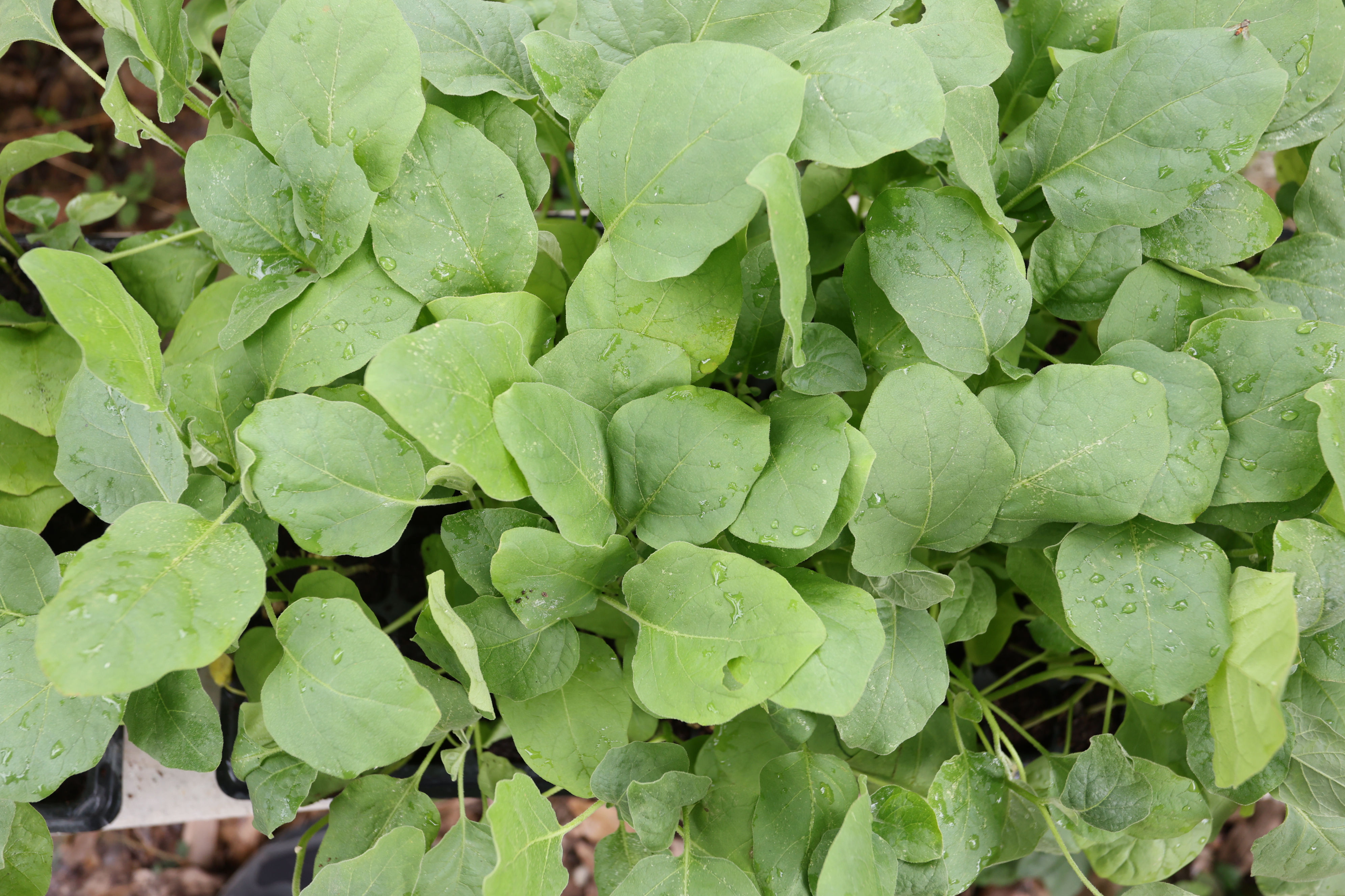 title - กพม. ติดตามต้นแบบ Smart Farmer หนองกุงใหญ่ ปธ.แปลงใหญ่นาข้าว