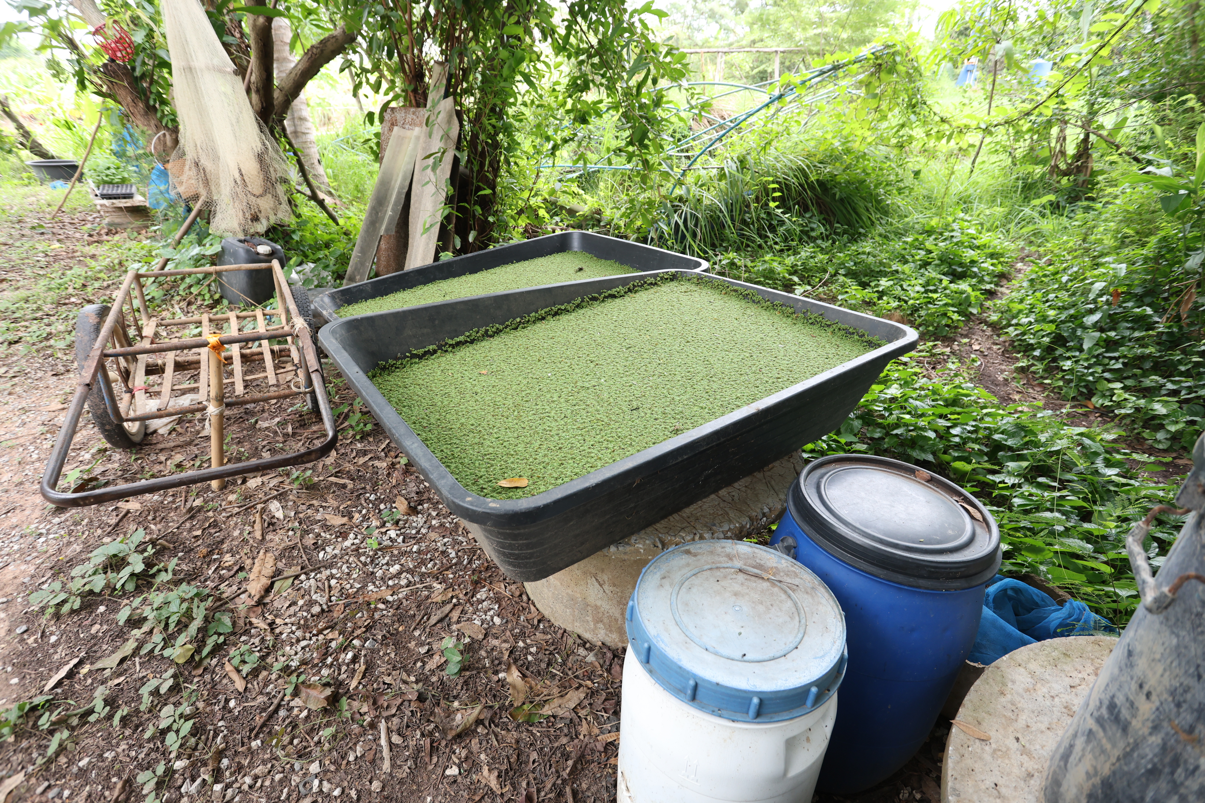 title - กพม. ติดตามต้นแบบ Smart Farmer หนองกุงใหญ่ ปธ.แปลงใหญ่นาข้าว