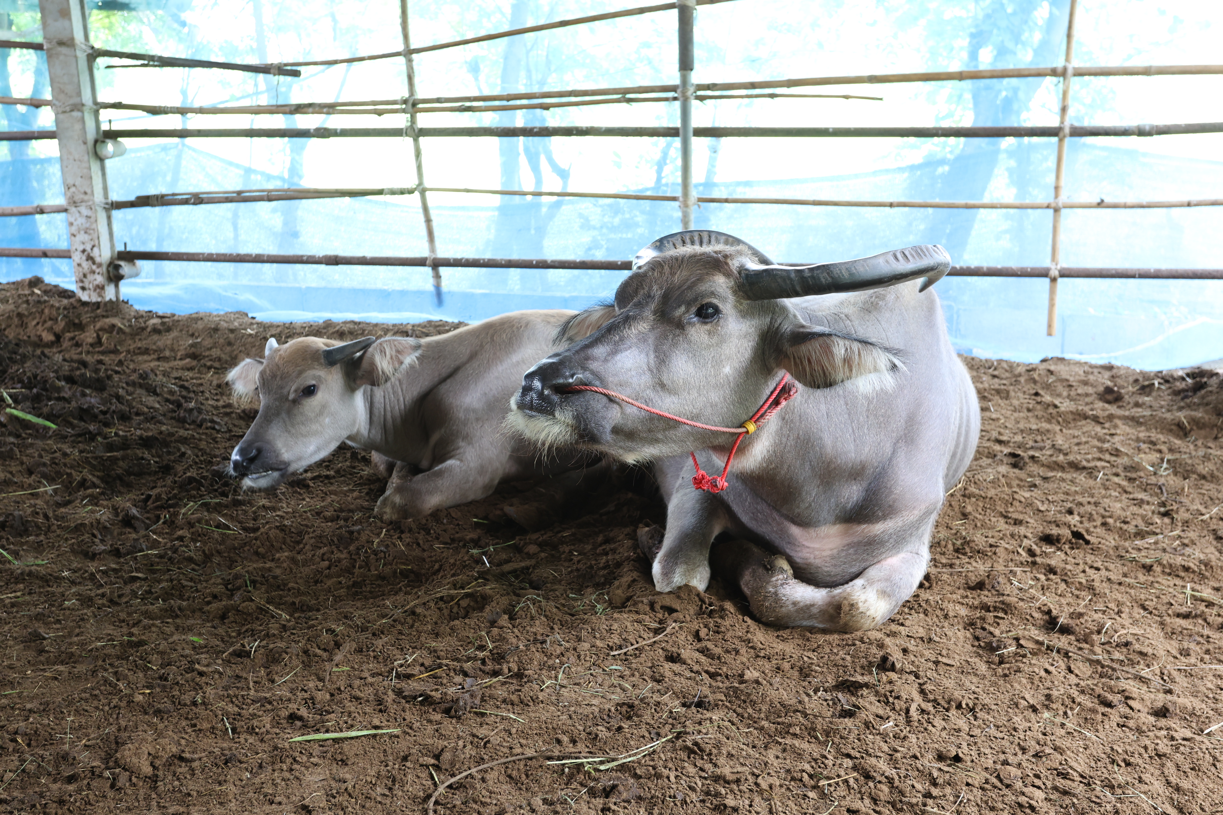 title - กพม. ติดตามต้นแบบ Smart Farmer หนองกุงใหญ่ ปธ.แปลงใหญ่นาข้าว