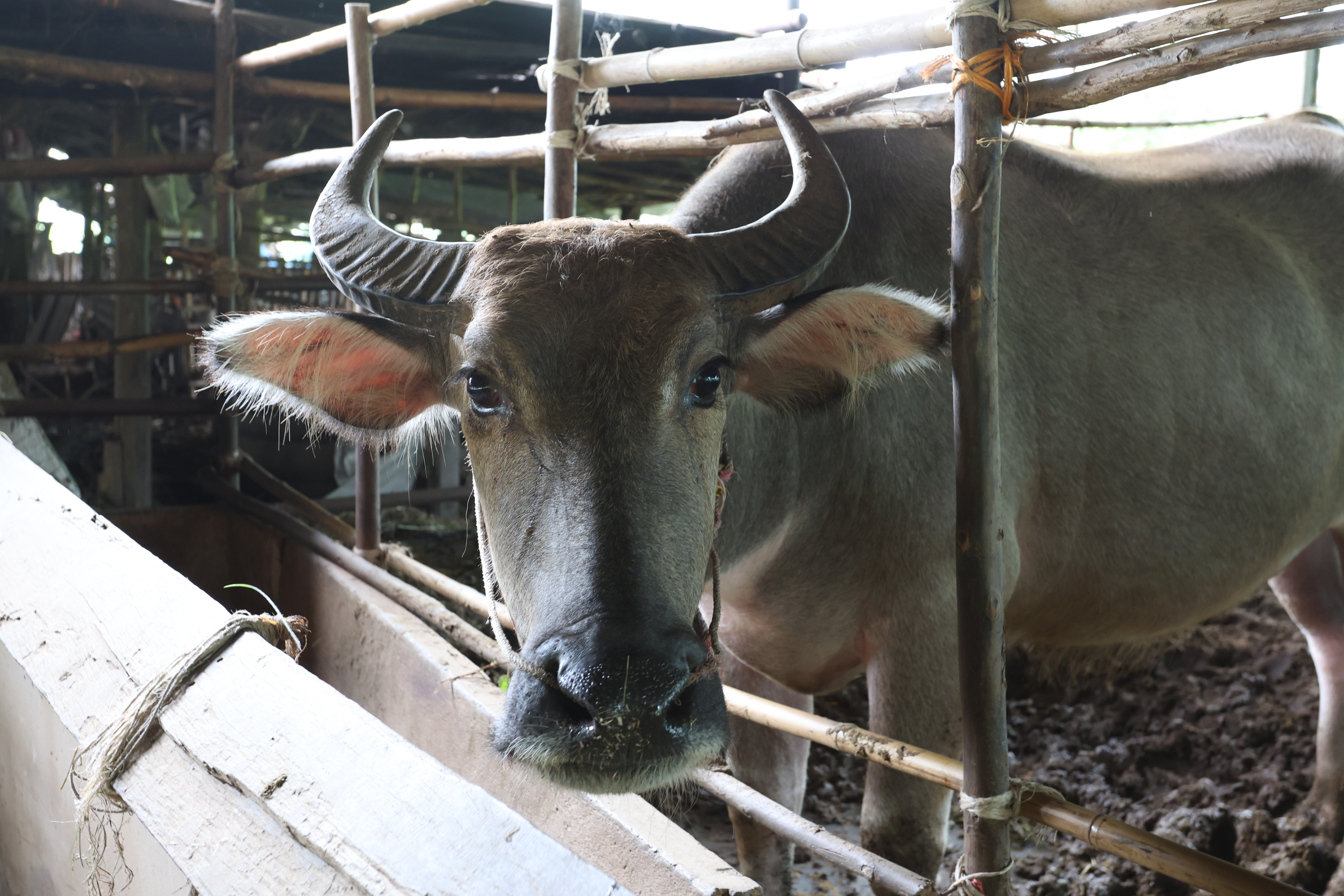 title - กพม. ติดตามต้นแบบ Smart Farmer หนองกุงใหญ่ ปธ.แปลงใหญ่นาข้าว