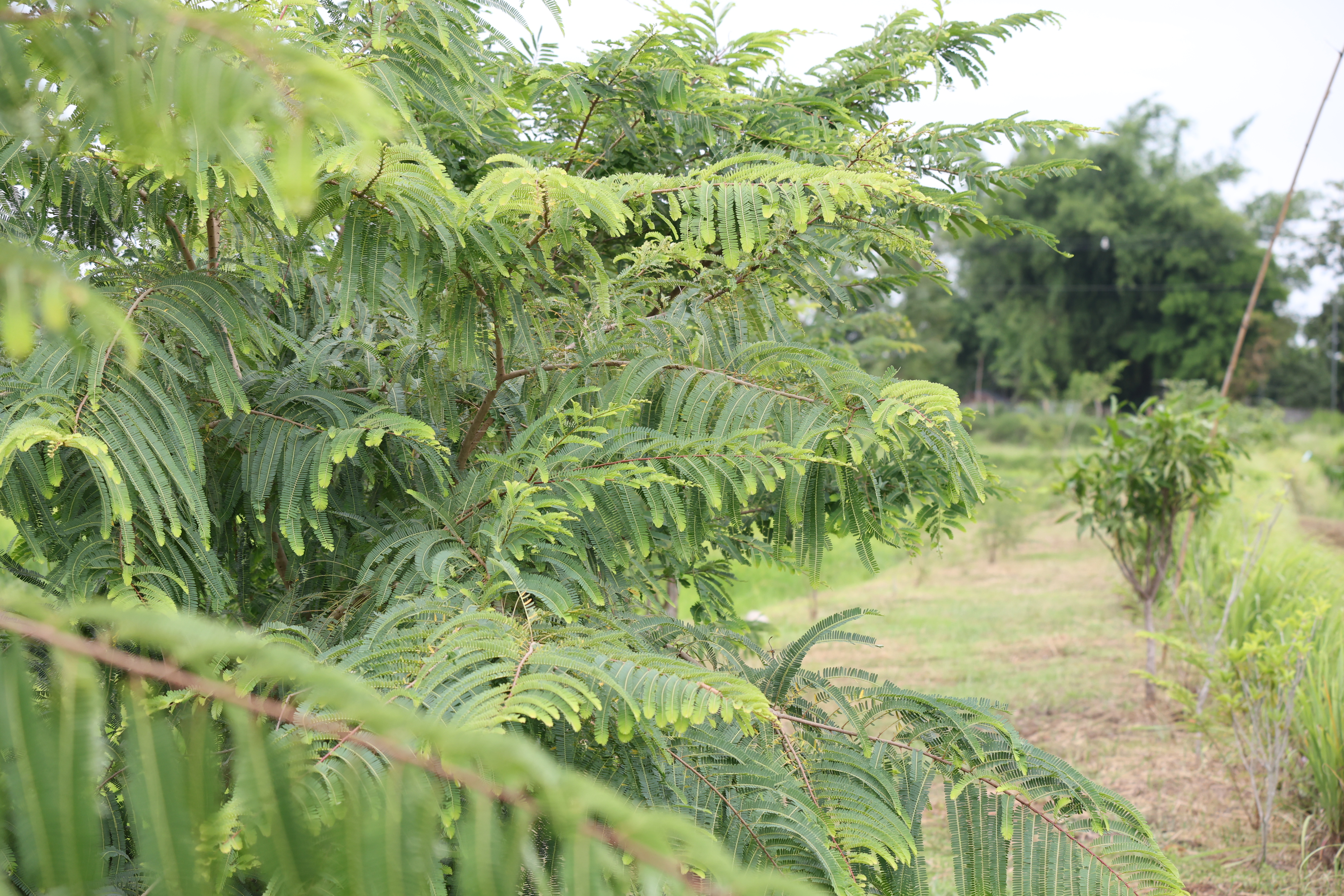 title - กพม. ติดตามต้นแบบ Smart Farmer หนองกุงใหญ่ ปธ.แปลงใหญ่นาข้าว