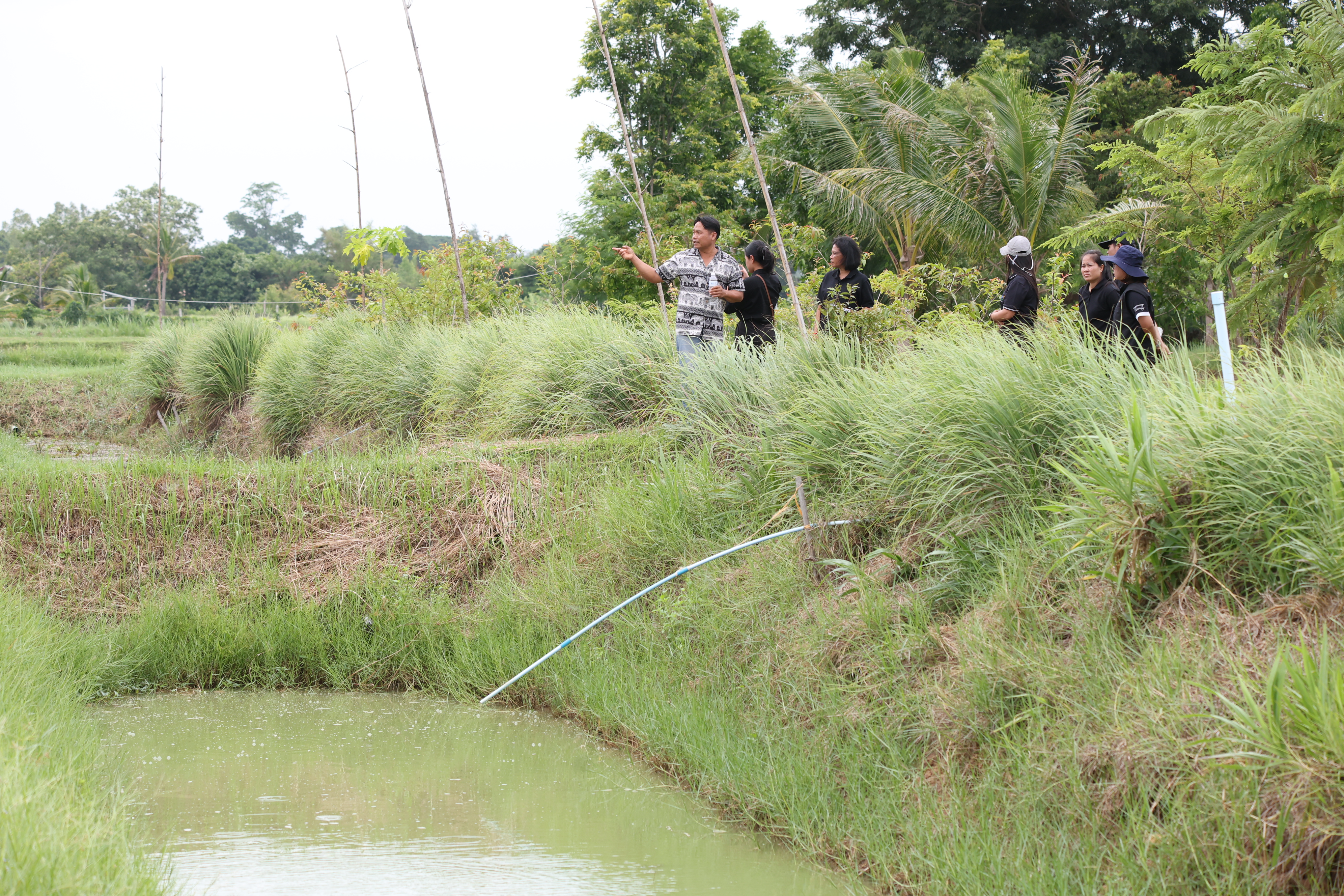 title - กพม. ติดตามต้นแบบ Smart Farmer หนองกุงใหญ่ ปธ.แปลงใหญ่นาข้าว