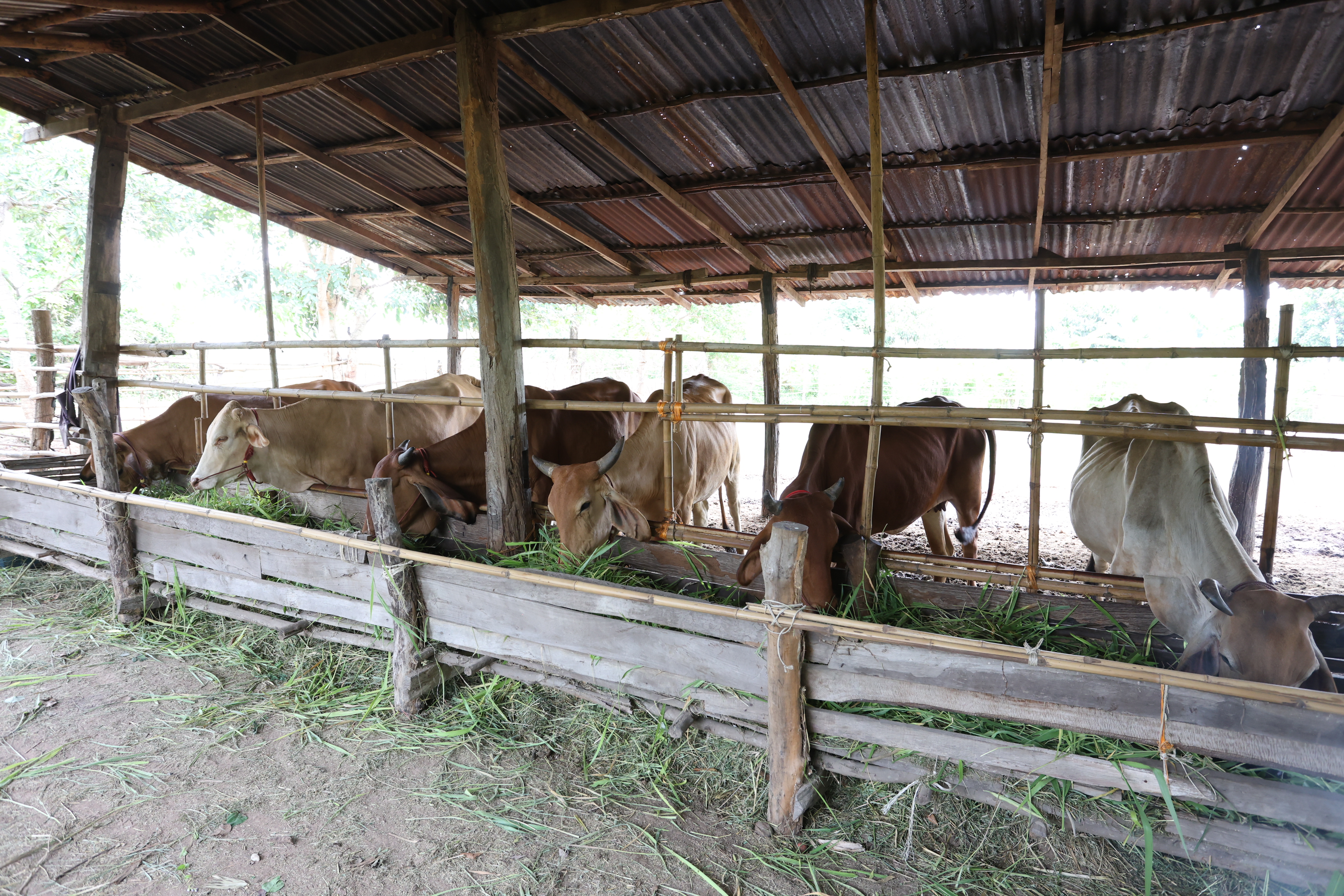 title - กพม. ติดตามต้นแบบ Smart Farmer หนองกุงใหญ่ ปธ.แปลงใหญ่นาข้าว