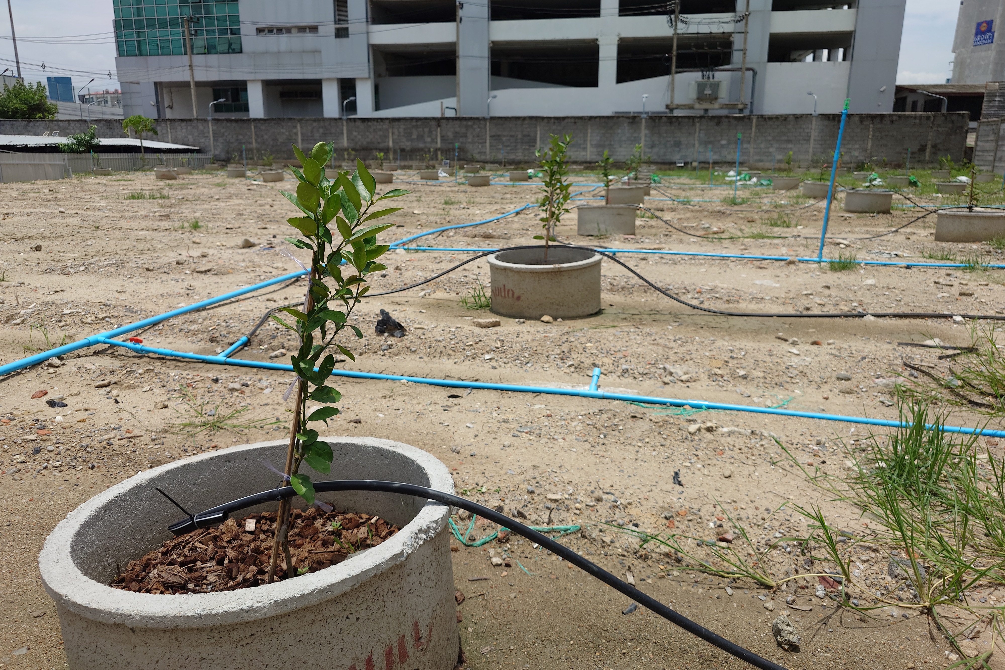 title - สพท. ร่วมคณะทำงานกระทรวงเกษตรฯ ลุยตรวจแปลงทดสอบนวัตกรรมเกษตรเขตเมือง นำร่องกรุงเทพมหานคร