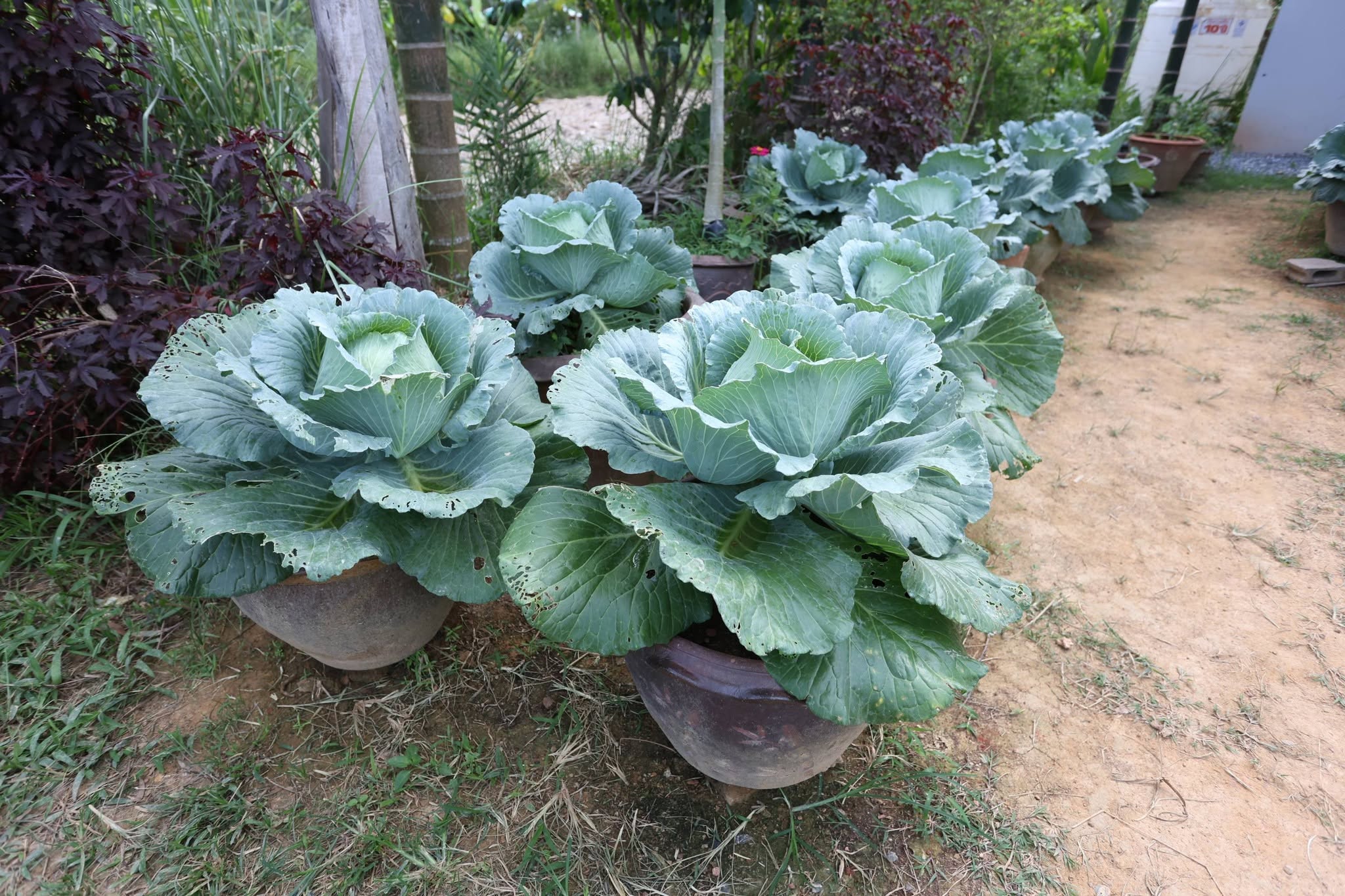 title - กพม. ลุยพัทลุง ถอดบทเรียน Smart Farmer ต้นแบบ อ.ควนขนุน มุ่งลดต้นทุน เพิ่มรายได้หมุนเวียนอย่างยั่งยืน