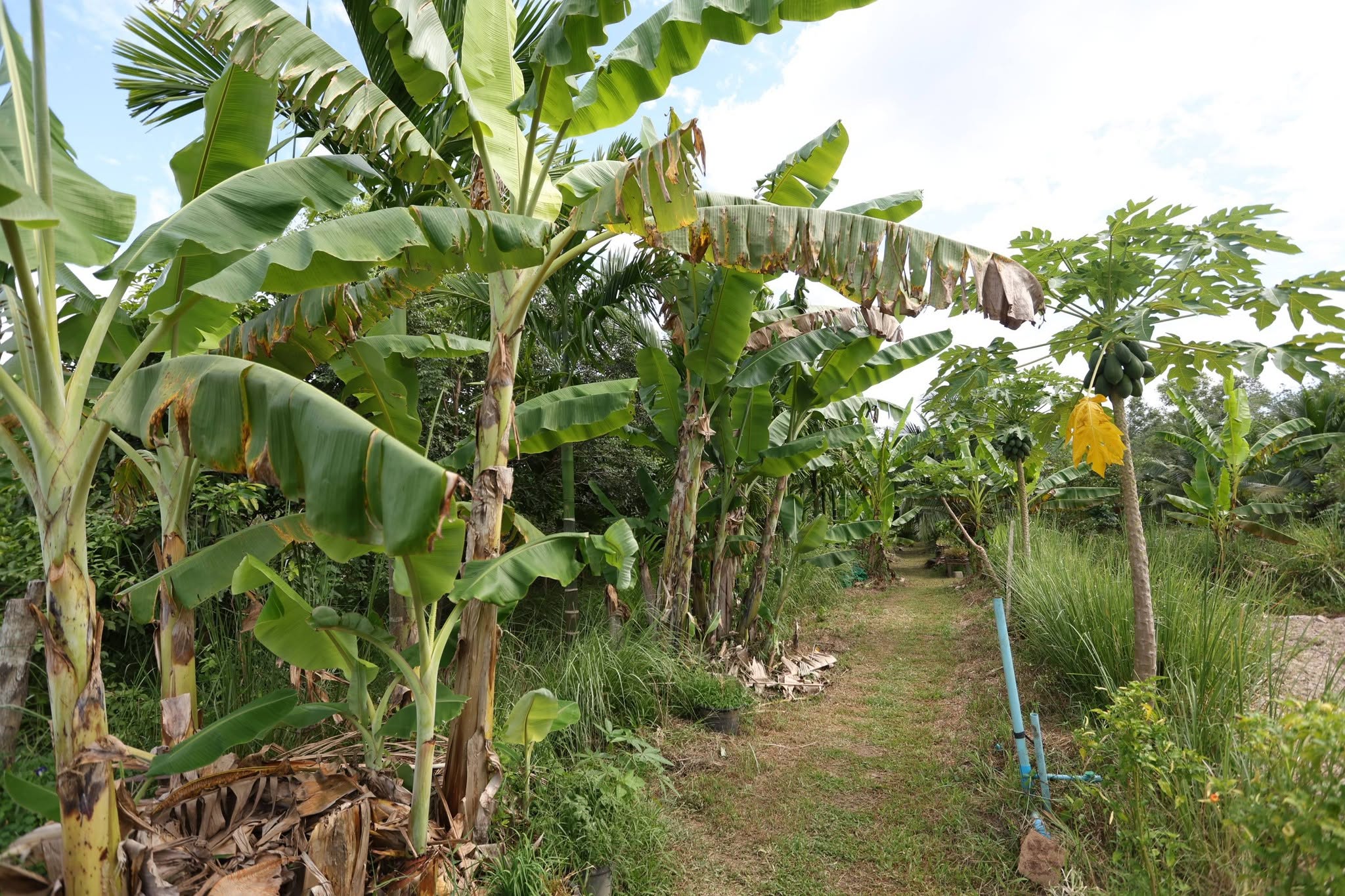 title - กพม. ลุยพัทลุง ถอดบทเรียน Smart Farmer ต้นแบบ อ.ควนขนุน มุ่งลดต้นทุน เพิ่มรายได้หมุนเวียนอย่างยั่งยืน