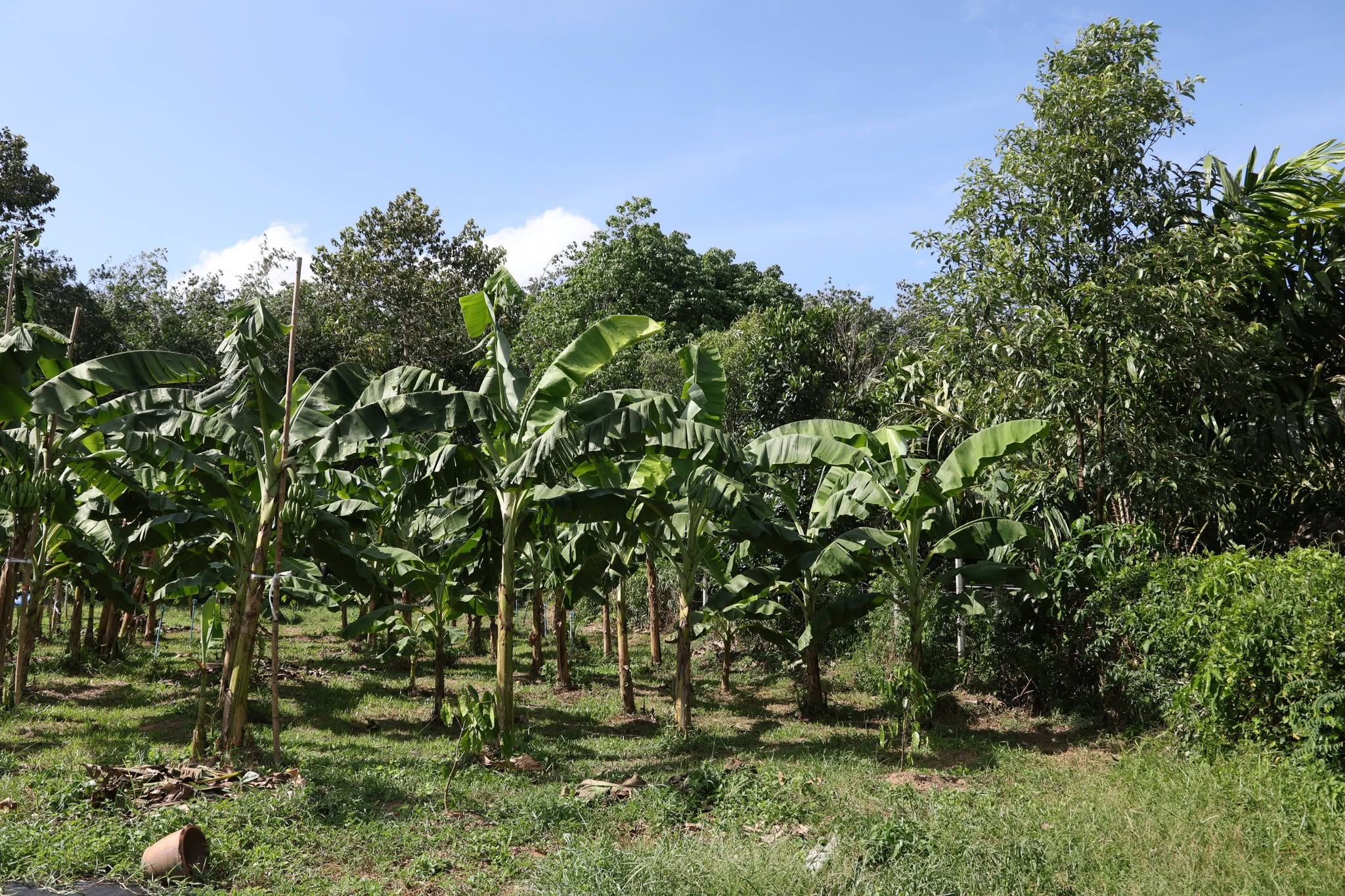 title - กพม. ลุยพัทลุง ถอดบทเรียน Smart Farmer ต้นแบบ อ.ควนขนุน มุ่งลดต้นทุน เพิ่มรายได้หมุนเวียนอย่างยั่งยืน