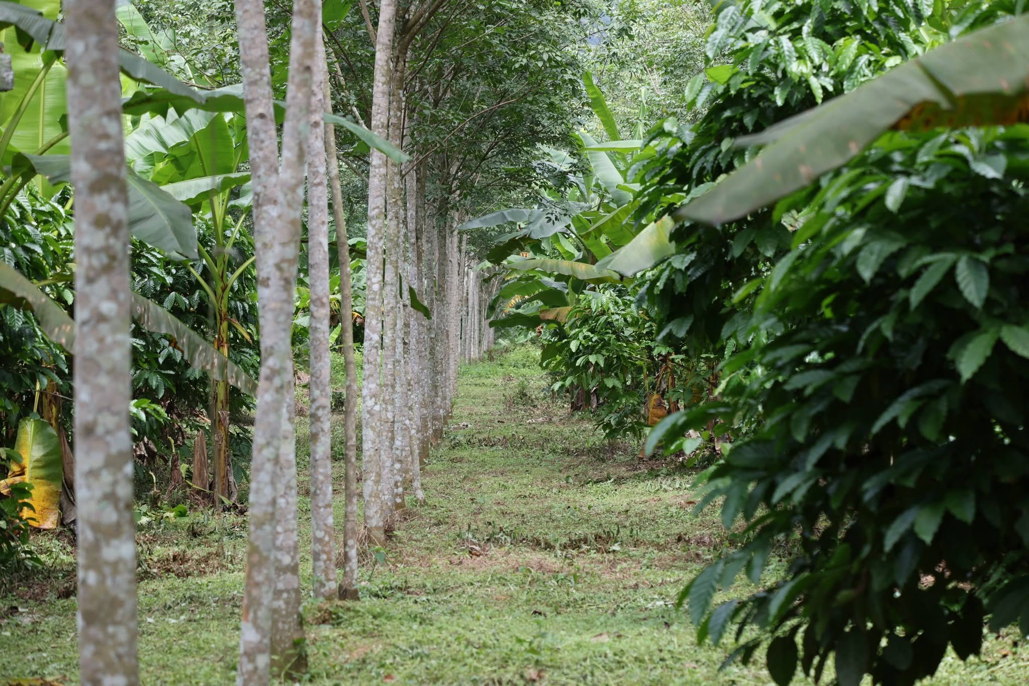 title - กพม. ติดตาม Smart Farmer สตูล หนุนปรับพื้นที่ยาง ทำเกษตรผสมผสานสร้างรายได้