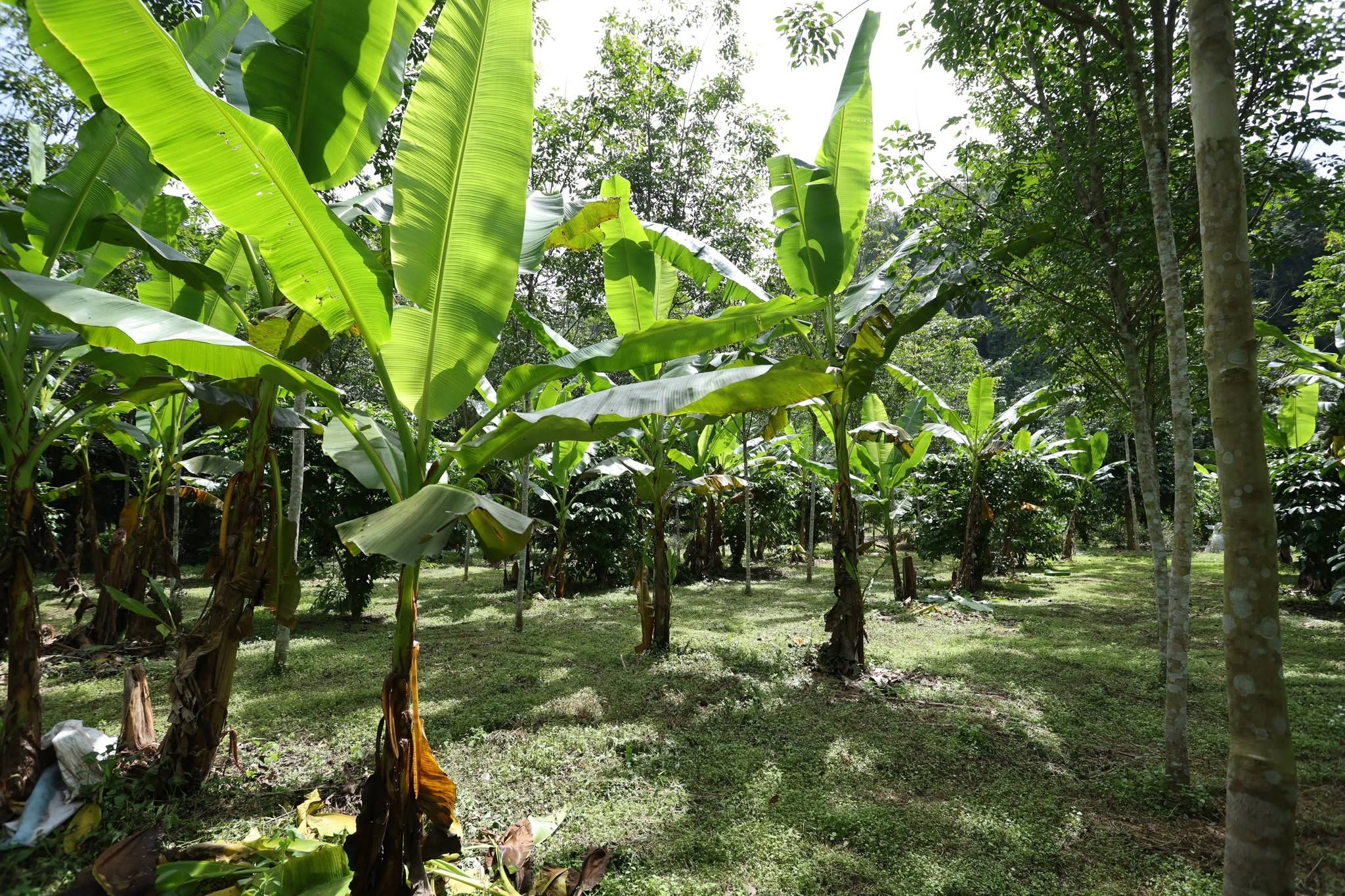 title - กพม. ติดตาม Smart Farmer สตูล หนุนปรับพื้นที่ยาง ทำเกษตรผสมผสานสร้างรายได้