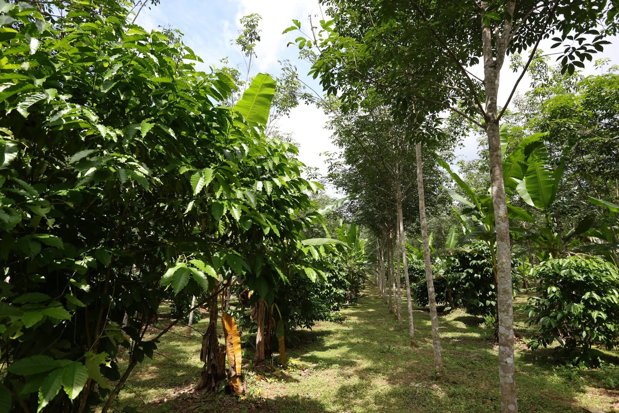 title - กพม. ติดตาม Smart Farmer สตูล หนุนปรับพื้นที่ยาง ทำเกษตรผสมผสานสร้างรายได้