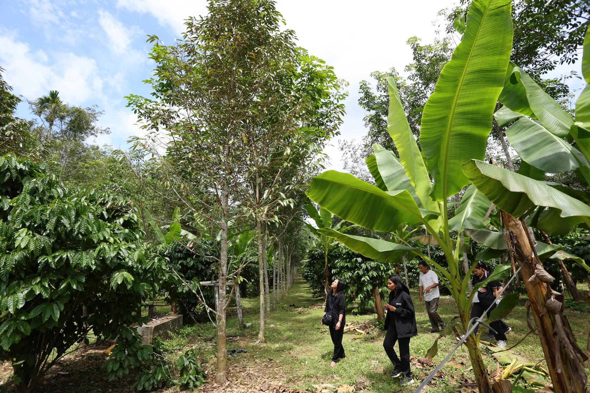 title - กพม. ติดตาม Smart Farmer สตูล หนุนปรับพื้นที่ยาง ทำเกษตรผสมผสานสร้างรายได้