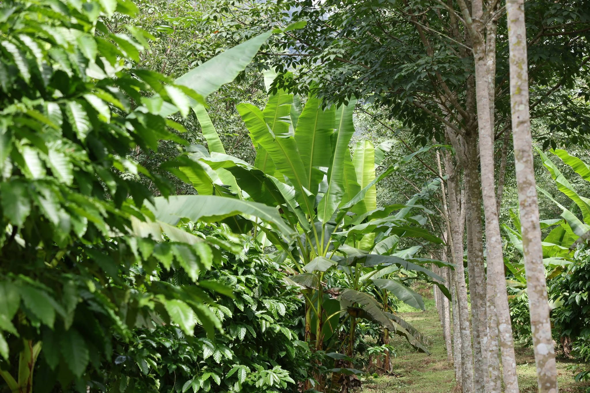 title - กพม. ติดตาม Smart Farmer สตูล หนุนปรับพื้นที่ยาง ทำเกษตรผสมผสานสร้างรายได้