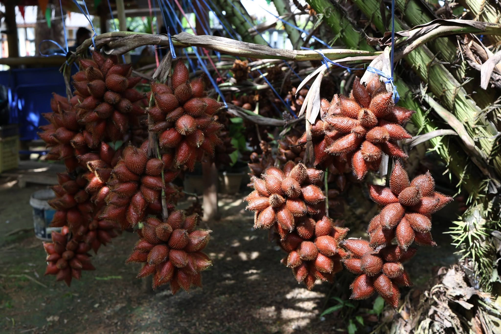 title - กพม. ติดตาม Smart Farmer สตูล หนุนปรับพื้นที่ยาง ทำเกษตรผสมผสานสร้างรายได้