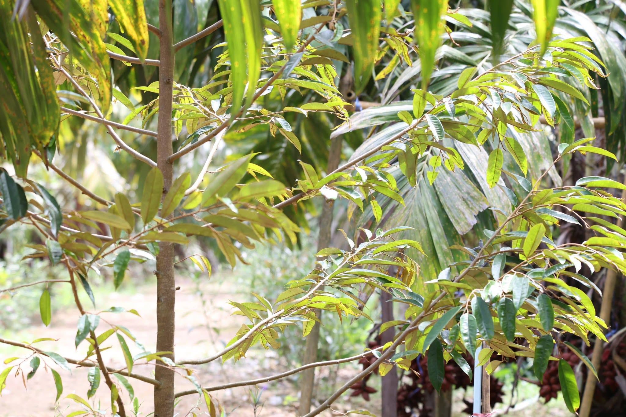 title - กพม. ติดตาม Smart Farmer สตูล หนุนปรับพื้นที่ยาง ทำเกษตรผสมผสานสร้างรายได้