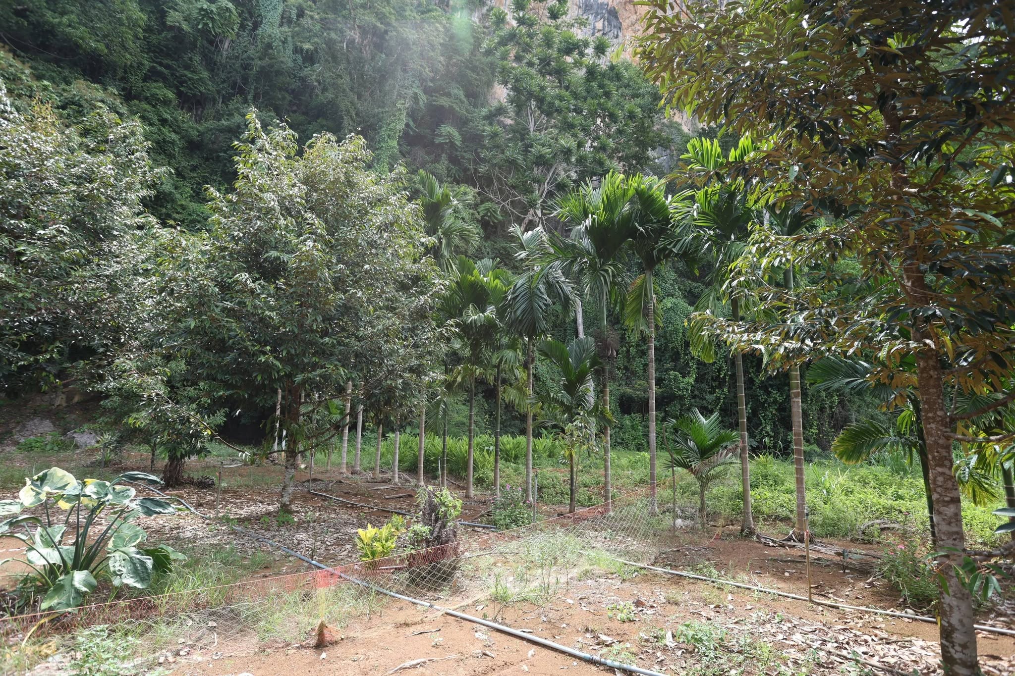 title - กพม. ติดตาม Smart Farmer สตูล หนุนปรับพื้นที่ยาง ทำเกษตรผสมผสานสร้างรายได้