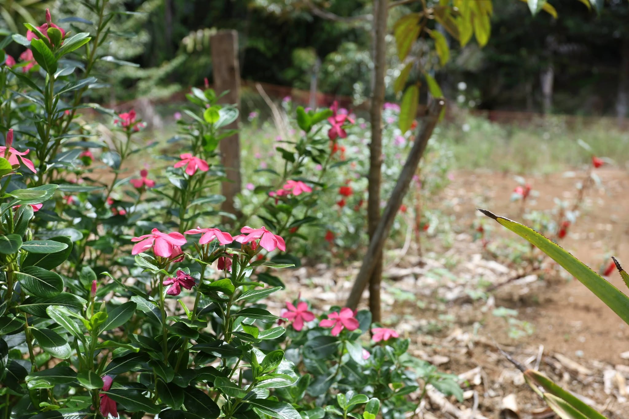 title - กพม. ติดตาม Smart Farmer สตูล หนุนปรับพื้นที่ยาง ทำเกษตรผสมผสานสร้างรายได้