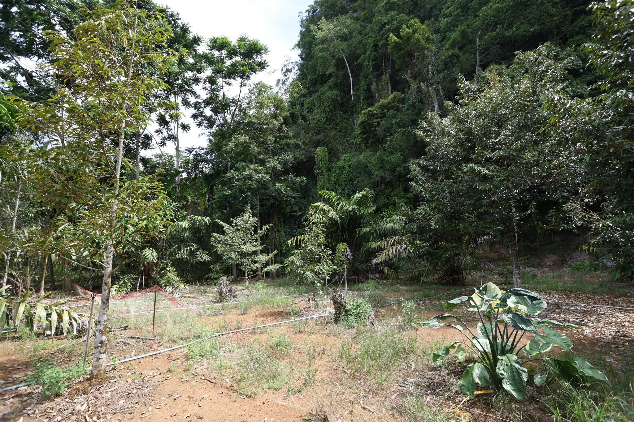 title - กพม. ติดตาม Smart Farmer สตูล หนุนปรับพื้นที่ยาง ทำเกษตรผสมผสานสร้างรายได้