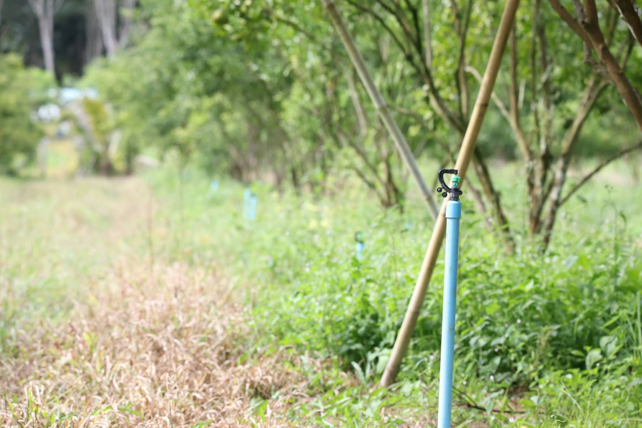 title - กพม. ติดตาม Smart Farmer สตูล หนุนปรับพื้นที่ยาง ทำเกษตรผสมผสานสร้างรายได้