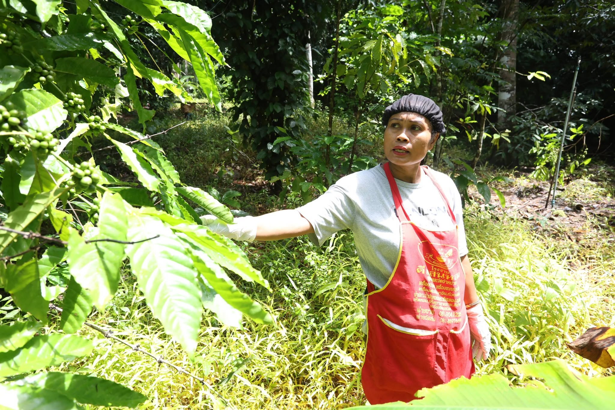title - กพม. เยือนพังงา ติดตาม Smart Farmer ชูเกษตรผสมผสาน วนเกษตร หนุนแปรรูปสร้างมูลค่า
