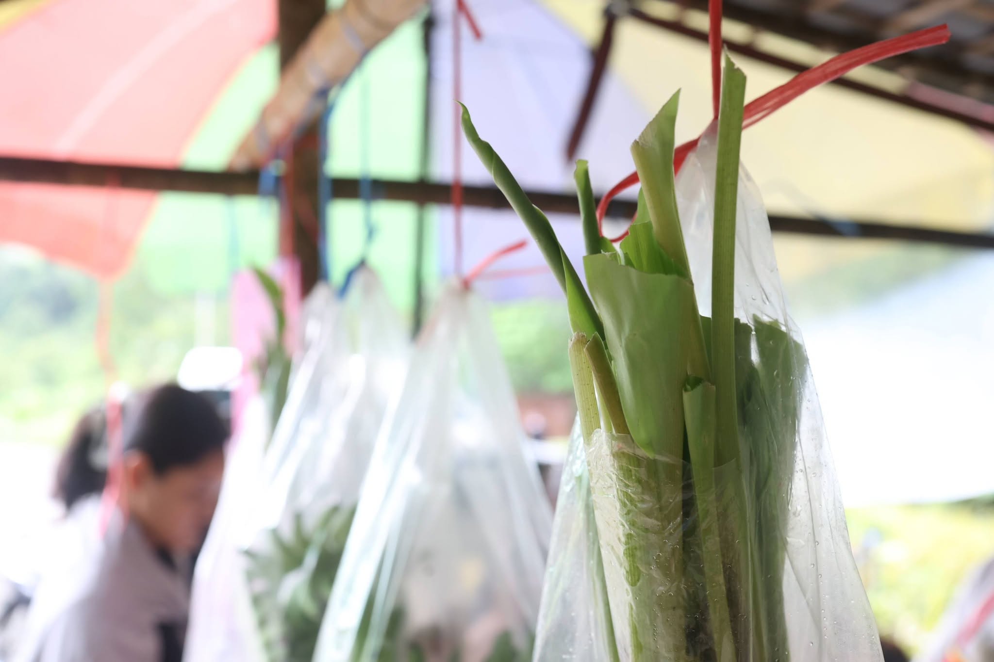 title - กพม. เยือนพังงา ติดตาม Smart Farmer ชูเกษตรผสมผสาน วนเกษตร หนุนแปรรูปสร้างมูลค่า